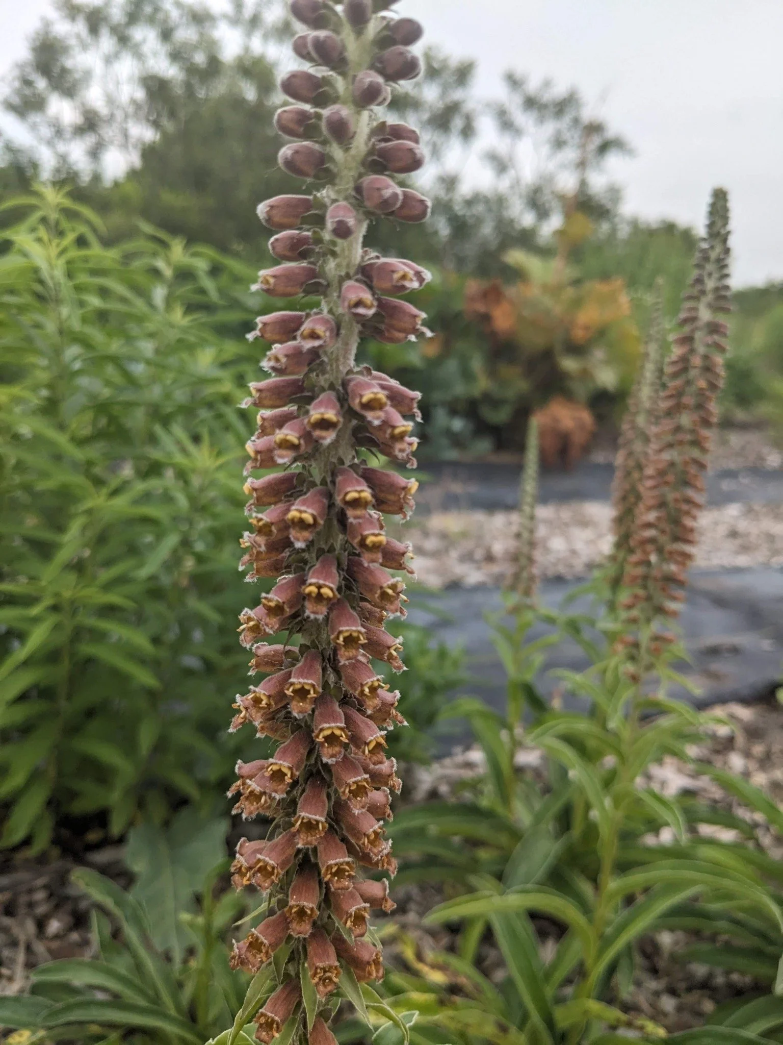 Foxglove 'Milk Chocolate'