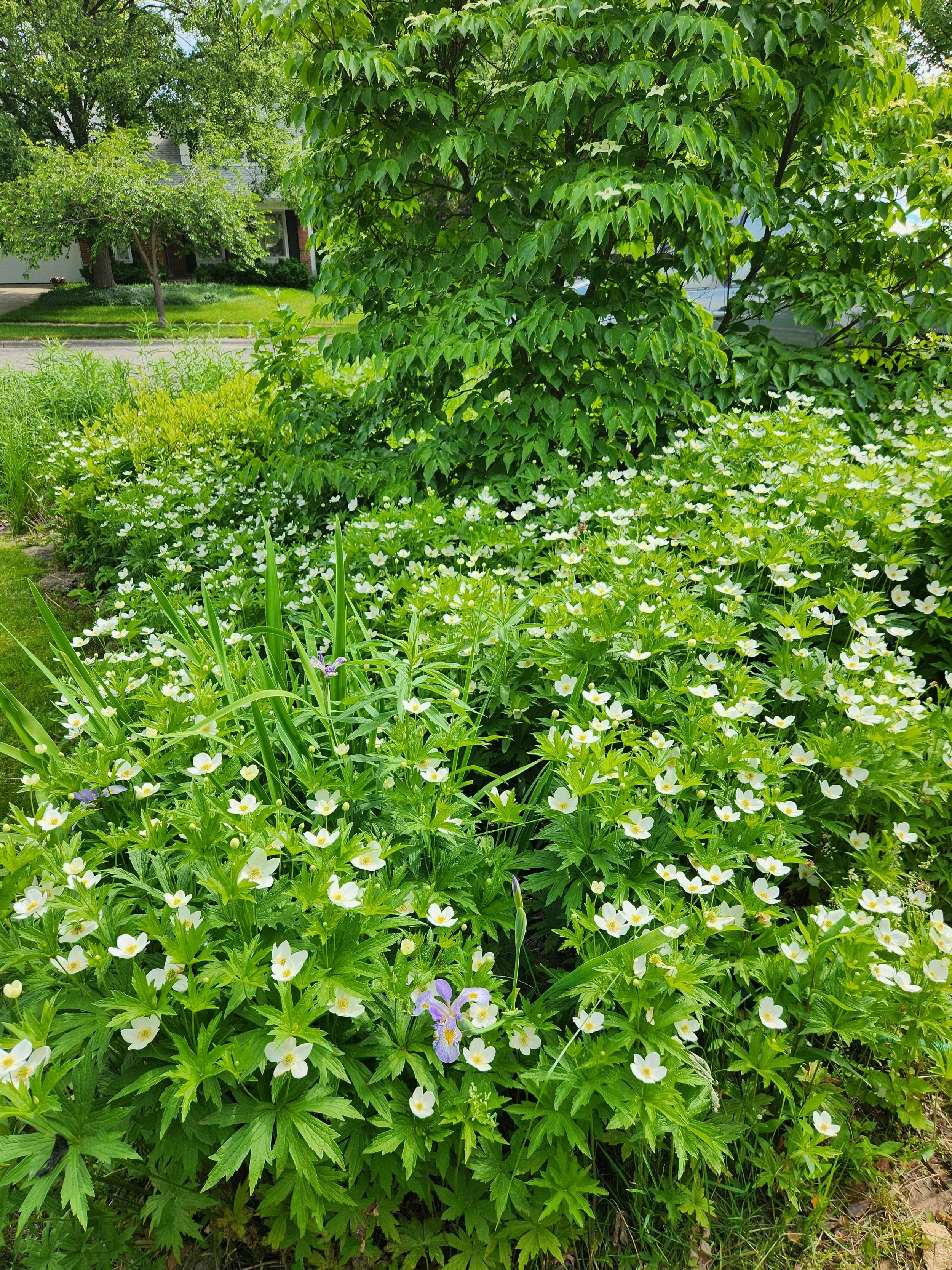 anemone-canadensis-aggressive-as-hell-but-so-gorgeous-this-v0-sc3tkbeqhl2d1.jpg