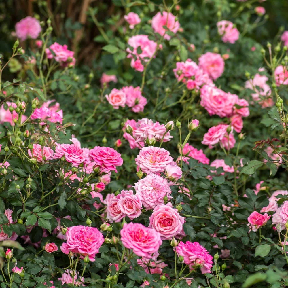 Sweet_Drift_Rose_3_BB.webp