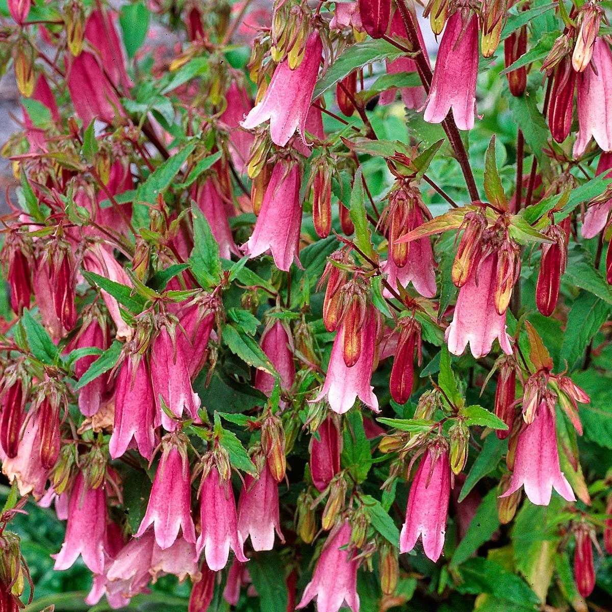 Campanula-Cherry-Bells-1.jpg