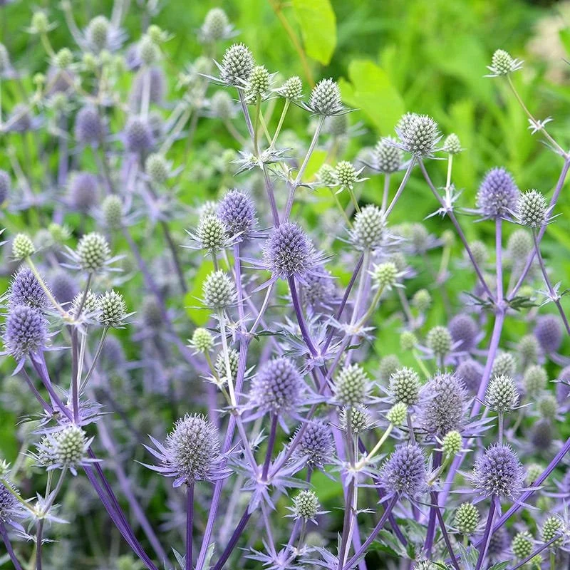Eryngium Blue Glitter