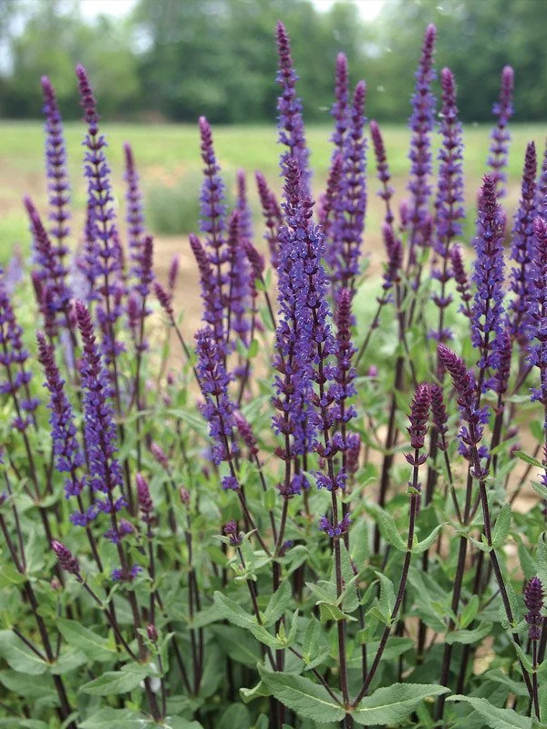 SACA_0_Salvia_Caradonna.1625814660.jpg