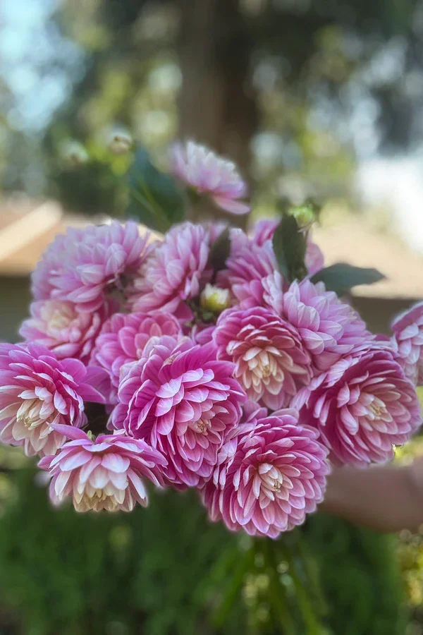 Hollyhill Pink Parfait