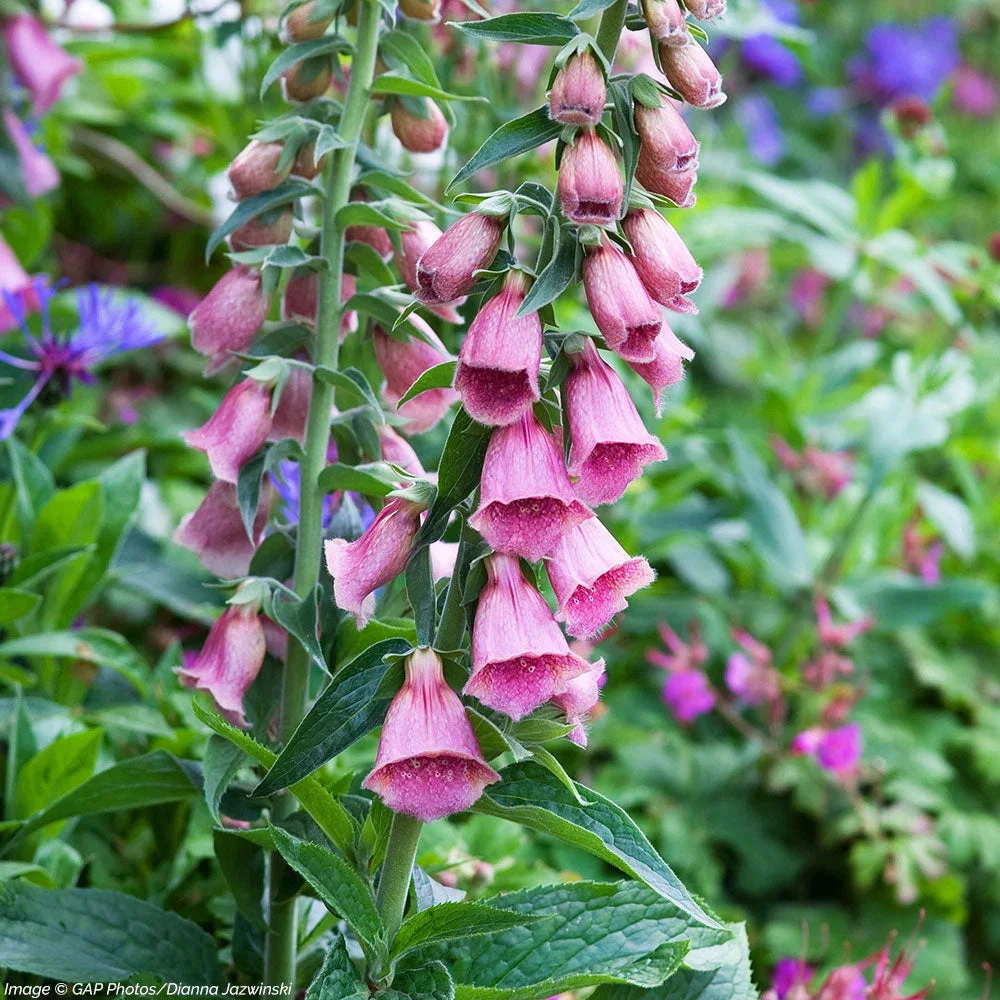 139-2-1000_1000x-1.webp