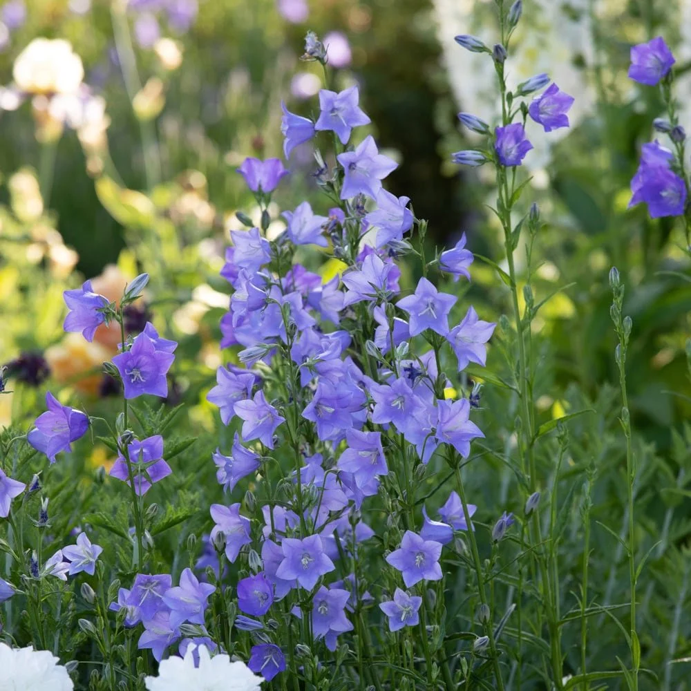 Bellflower "Telham Beauty'