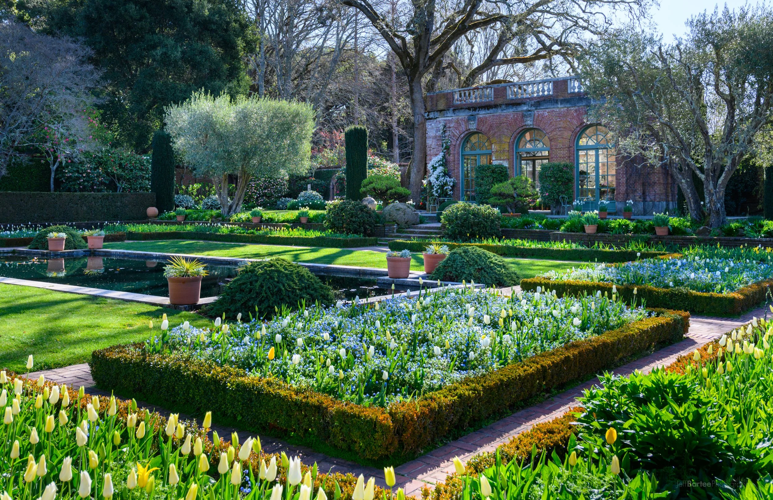Sunken Garden view towards the Garden Jeff Bartee_House with white impression and baby blue eyes.jpeg