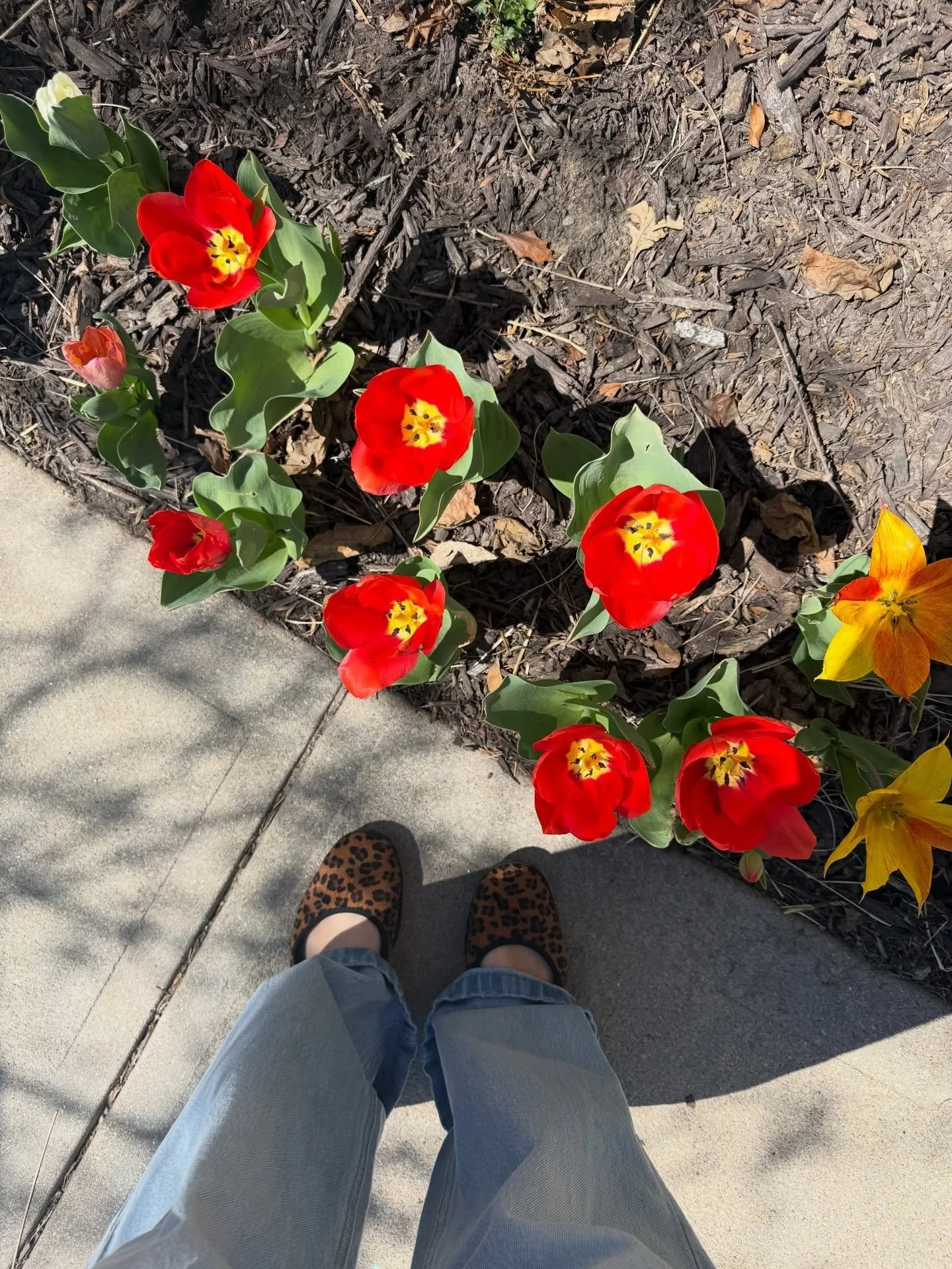 The famous tulips 🌷 + more 🐰