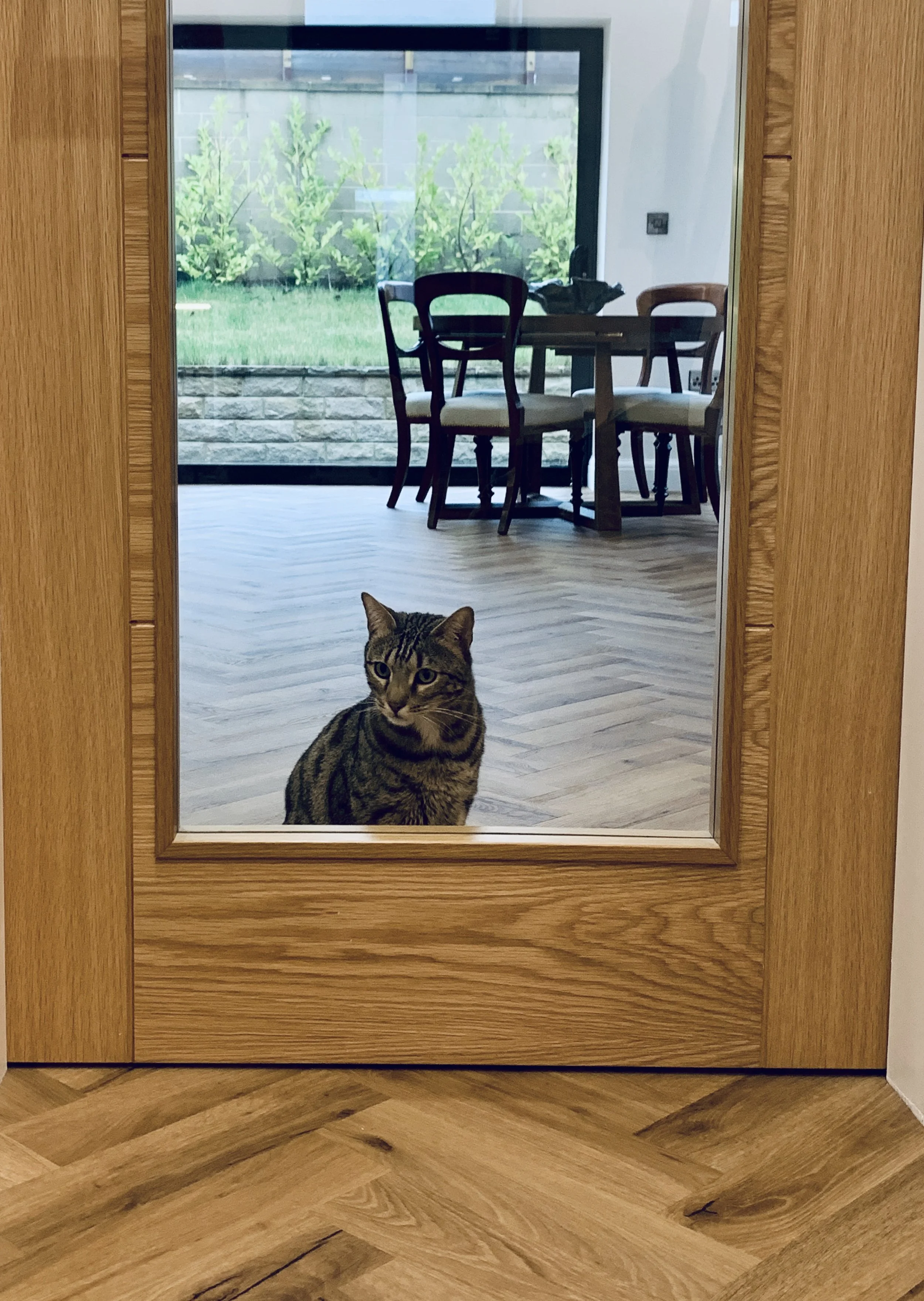 Our client's beautiful Cat!