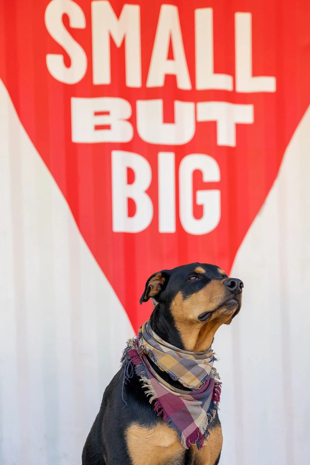 Tiny Town resident dog in a plaid bandana in front of the "Small But Big" container graphic

One of Tiny Town's resident dogs poses in a plaid bandana in front of the community's signature "Small But Big" triangle graphic.