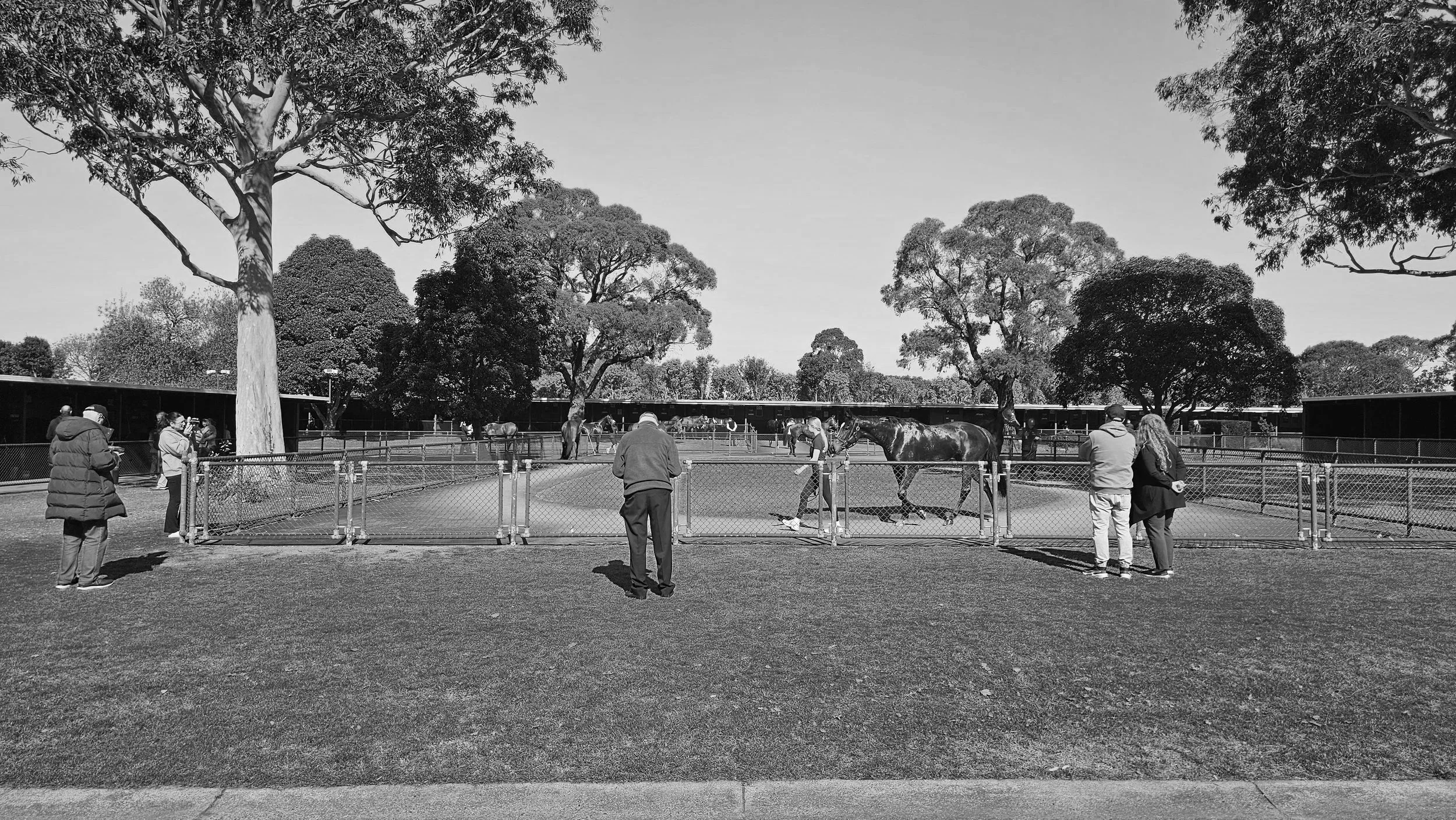 Sandown Hillside Summer Racing: 4 February, 8 Races, Sandown Racecourse