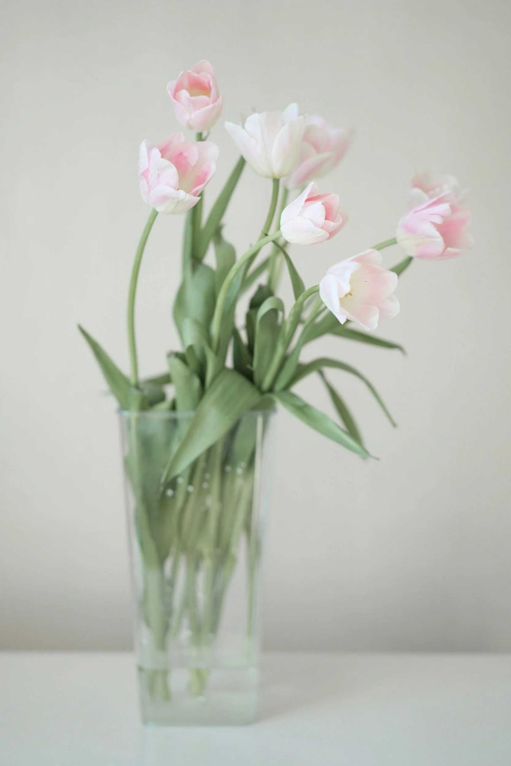 Tulips RYNA Creative