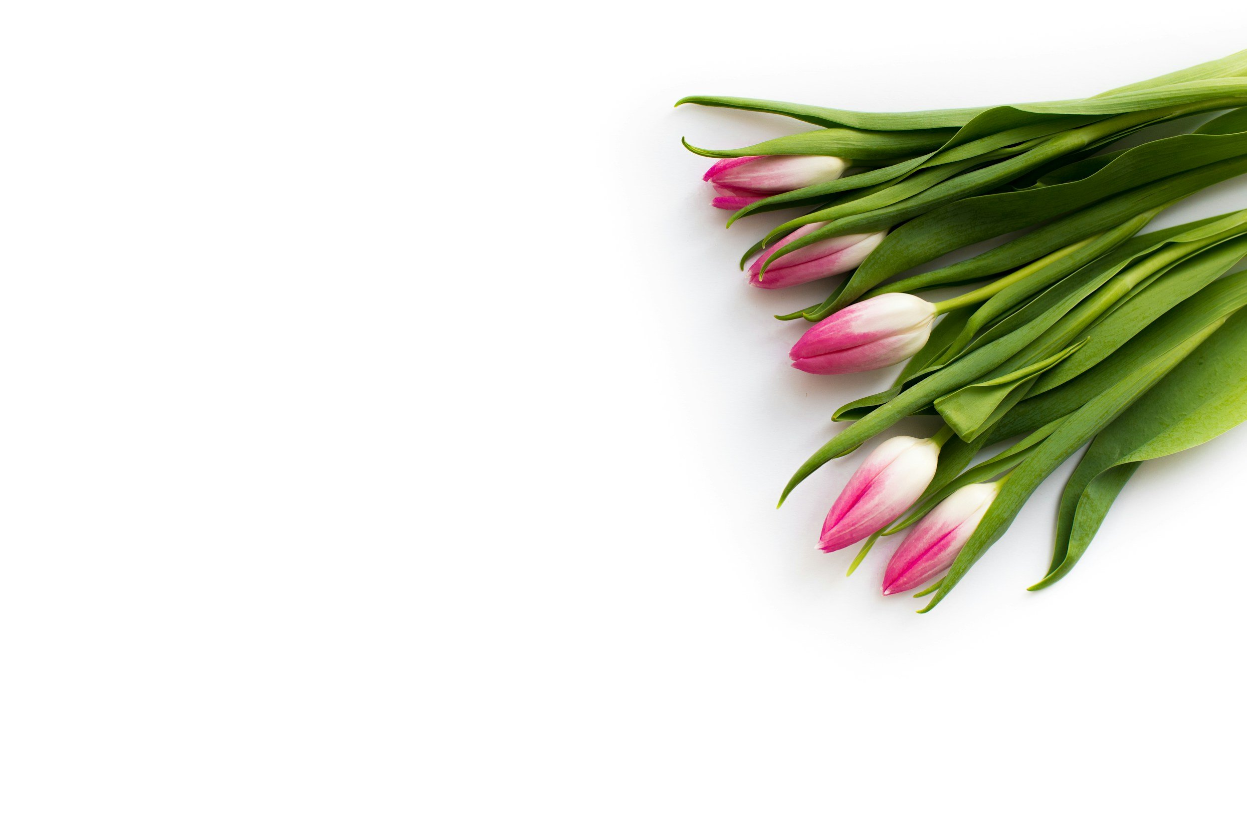 Tulips RYNA Creative