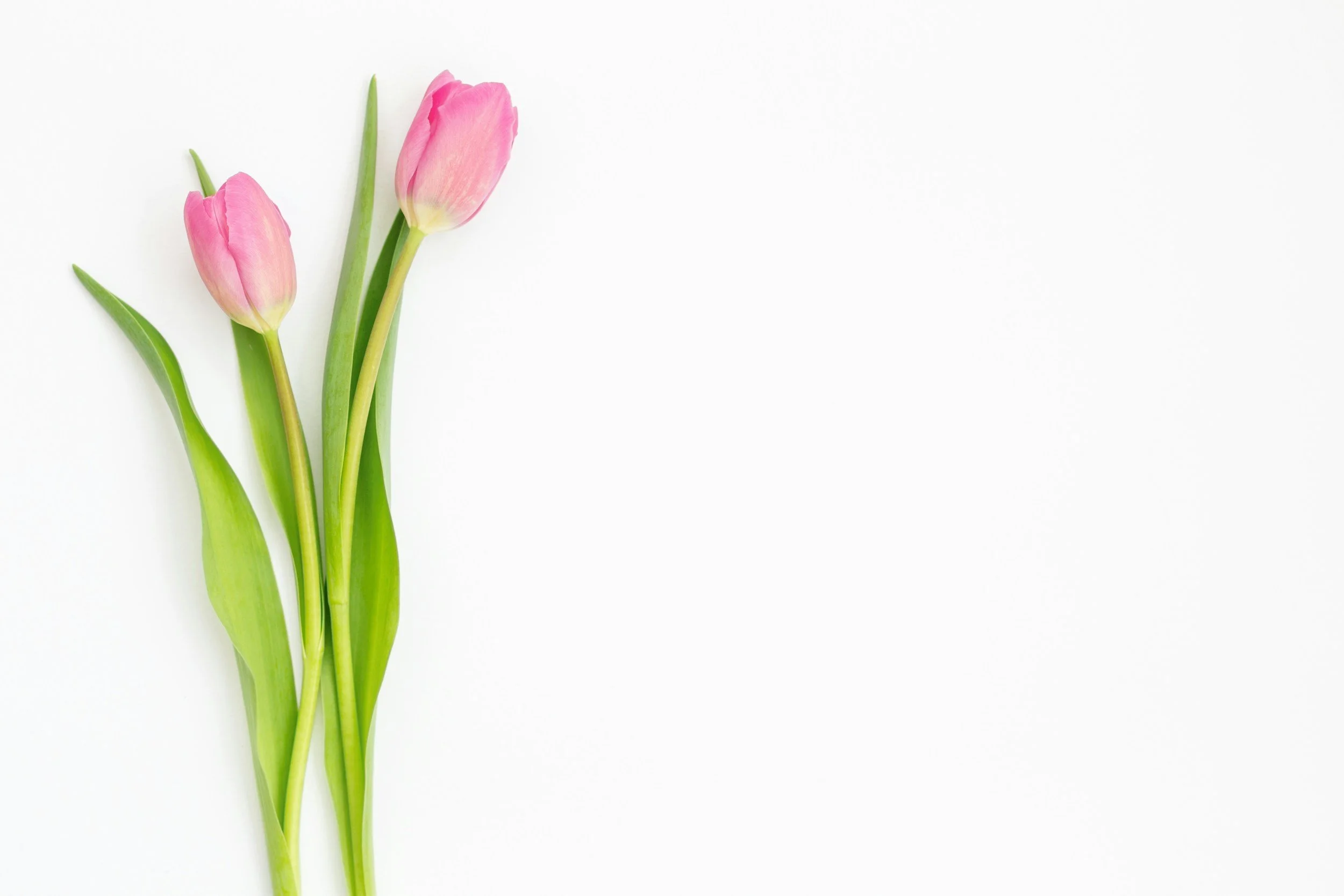 Tulip field RYNA Creative