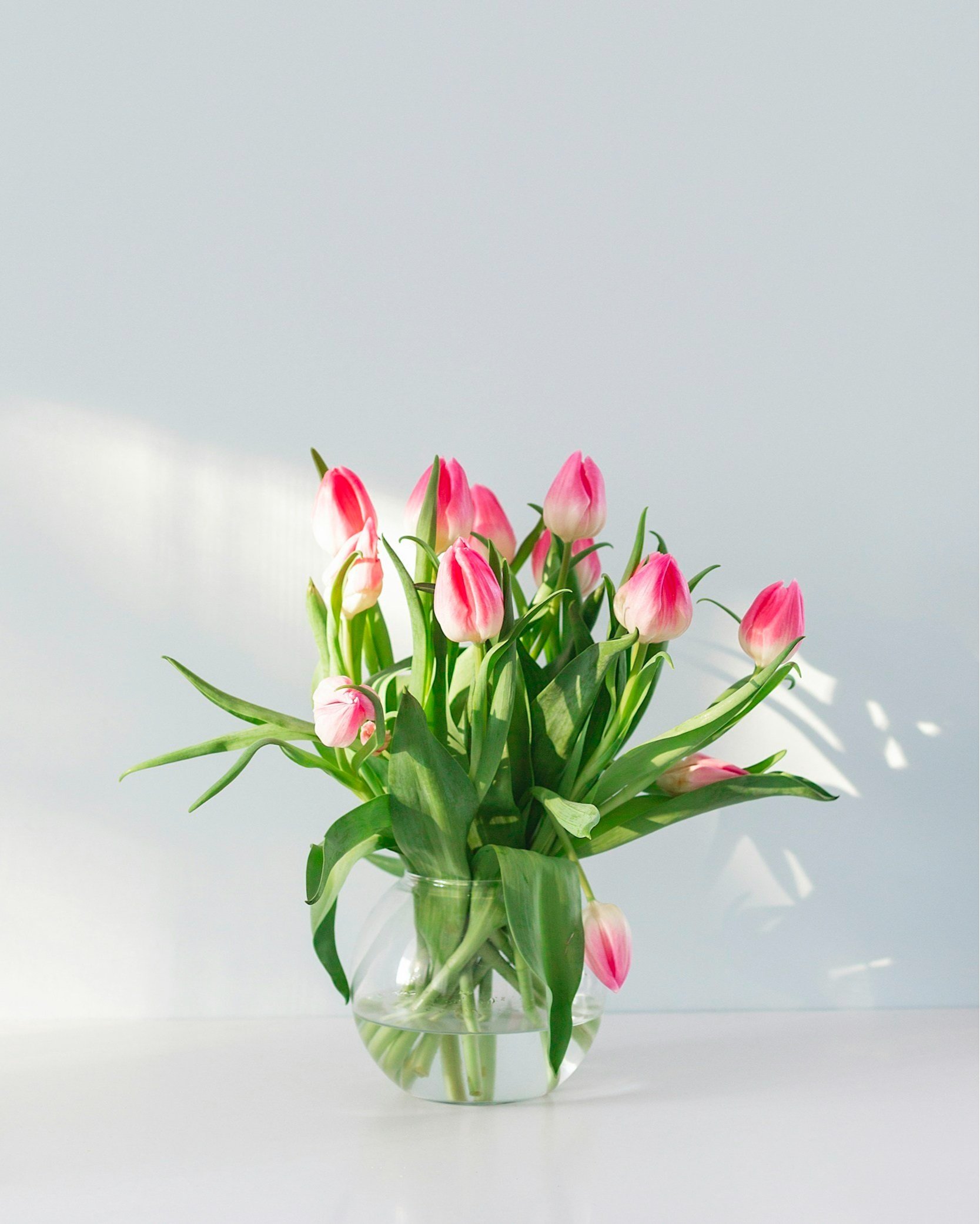Pink and white tulips in a clear glass vase on a white surface with a plain background.