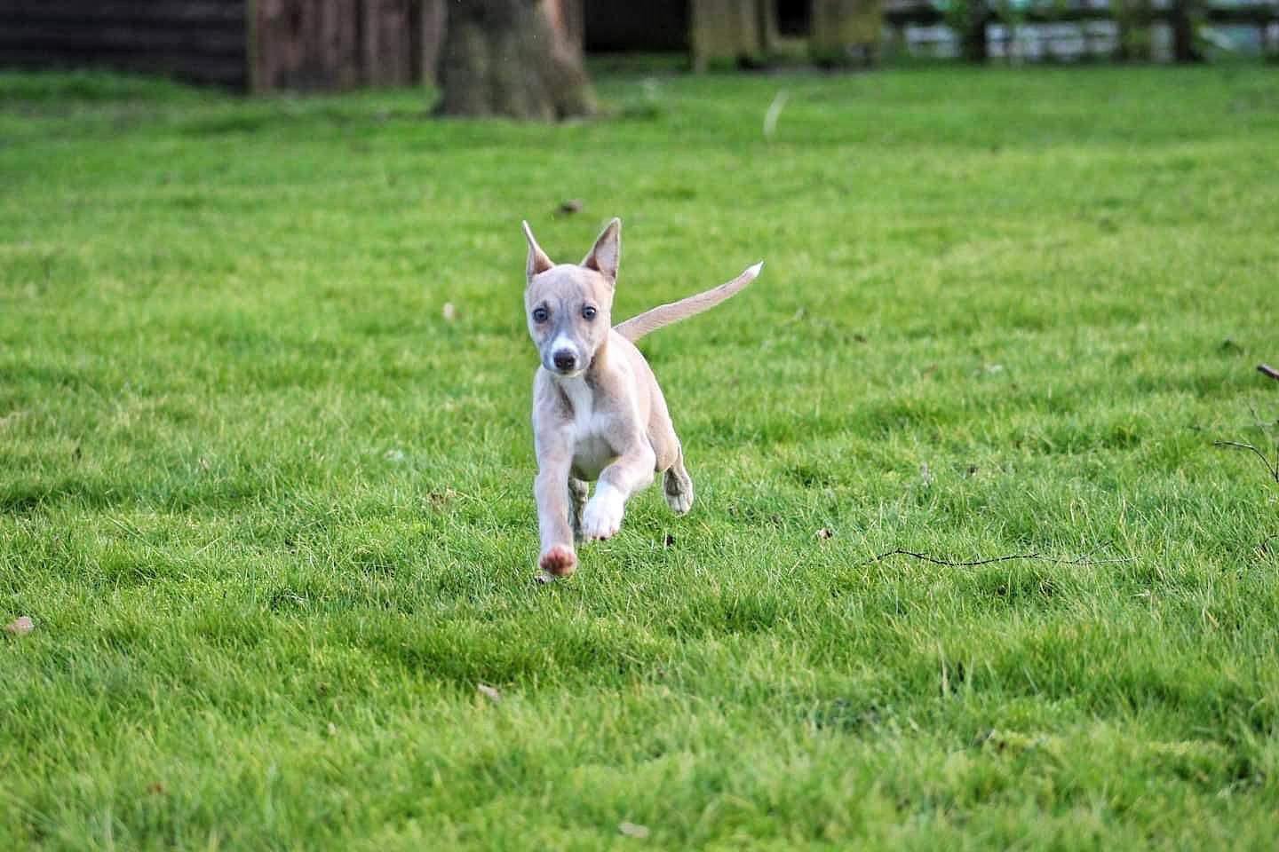 A puppy running on a grassy field with trees in the background.