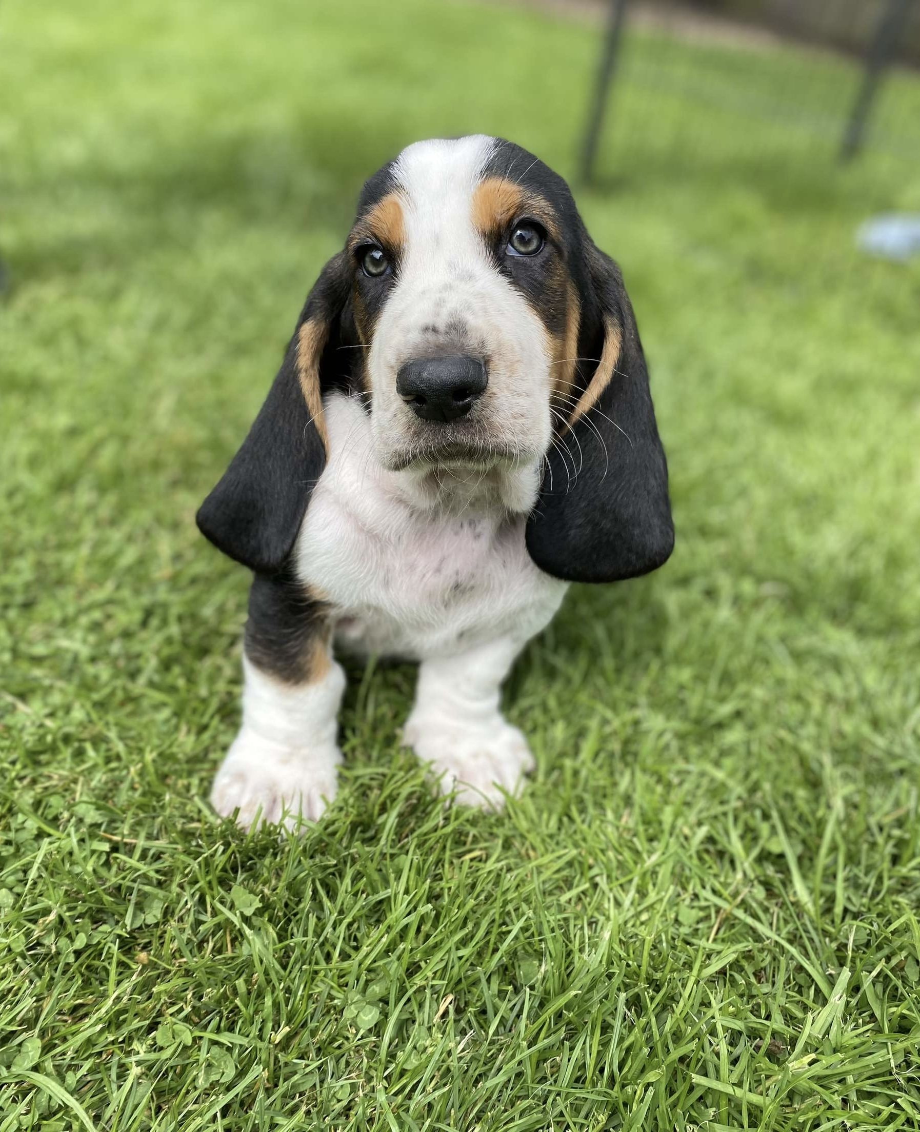A cute puppy with black, white, and tan fur sitting on grass, looking directly at the camera.