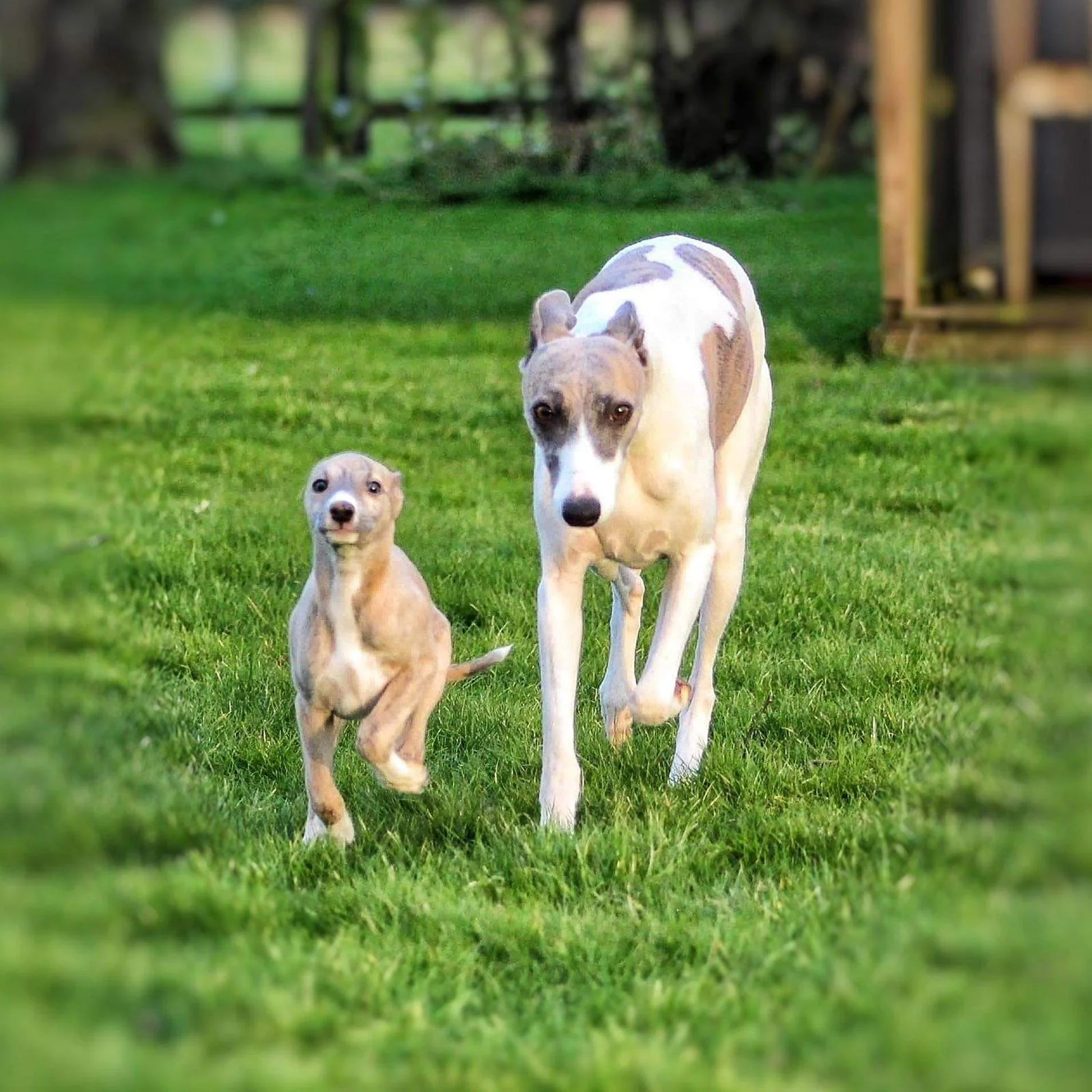 A small dog and a large Greyhound running on a grassy yard with trees and a wooden structure in the background.