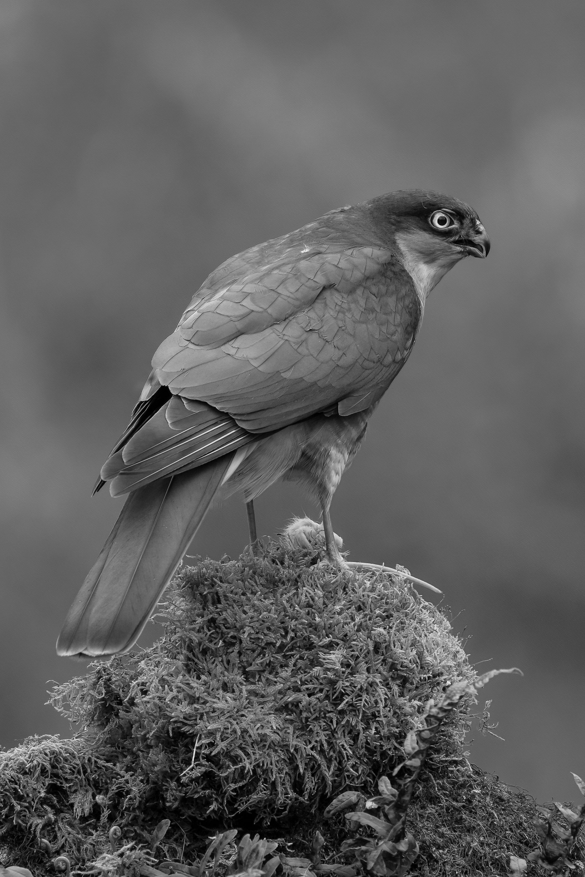 3G2A9142-Edit.jpg