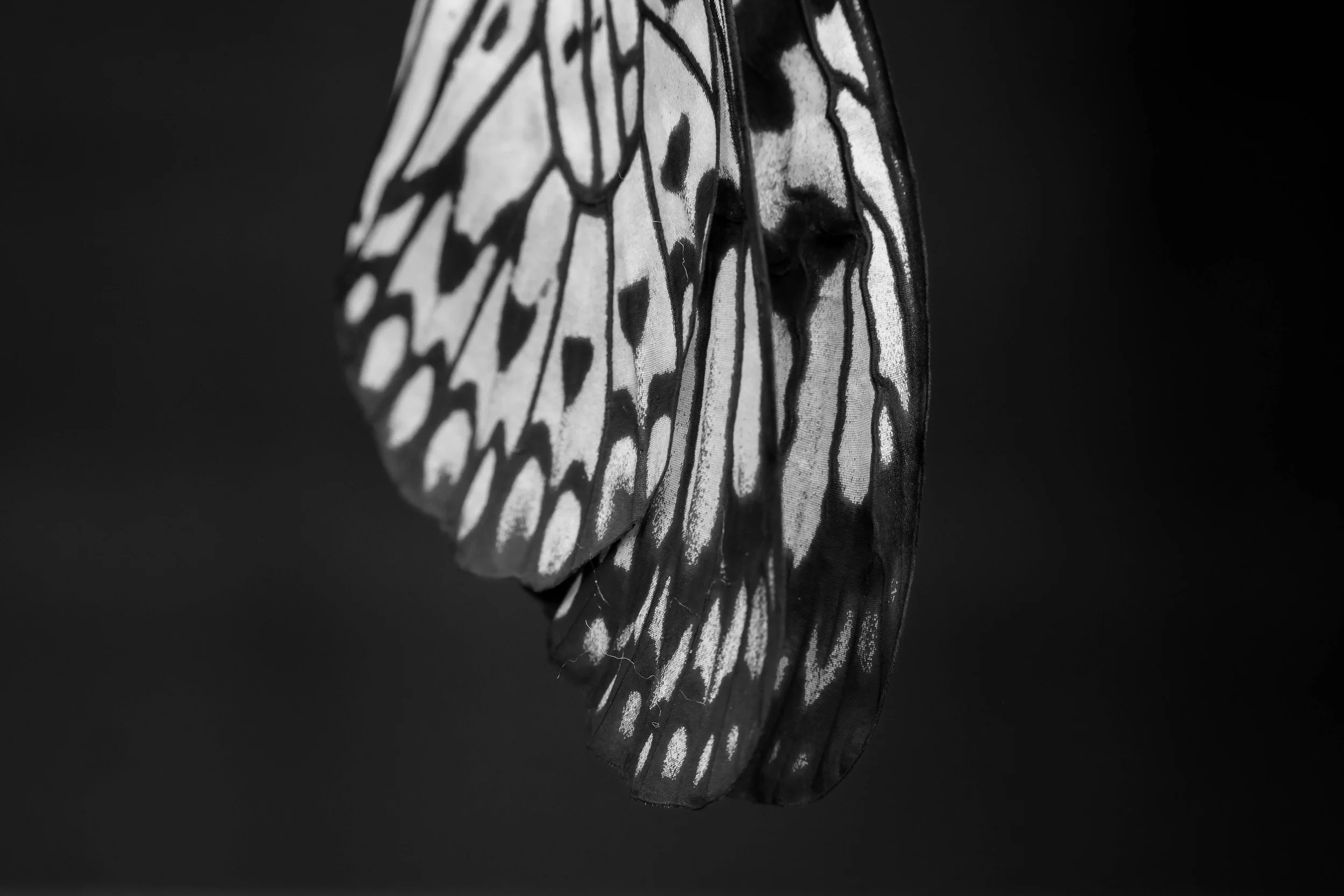 _P5A9971-DxO_DeepPRIME 3.jpg