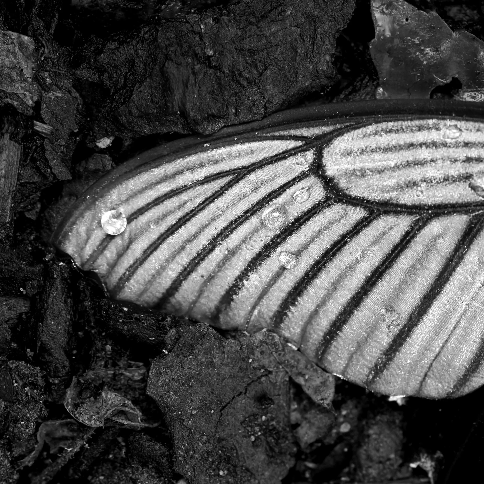 _P5A6967-DxO_DeepPRIME 3.jpg