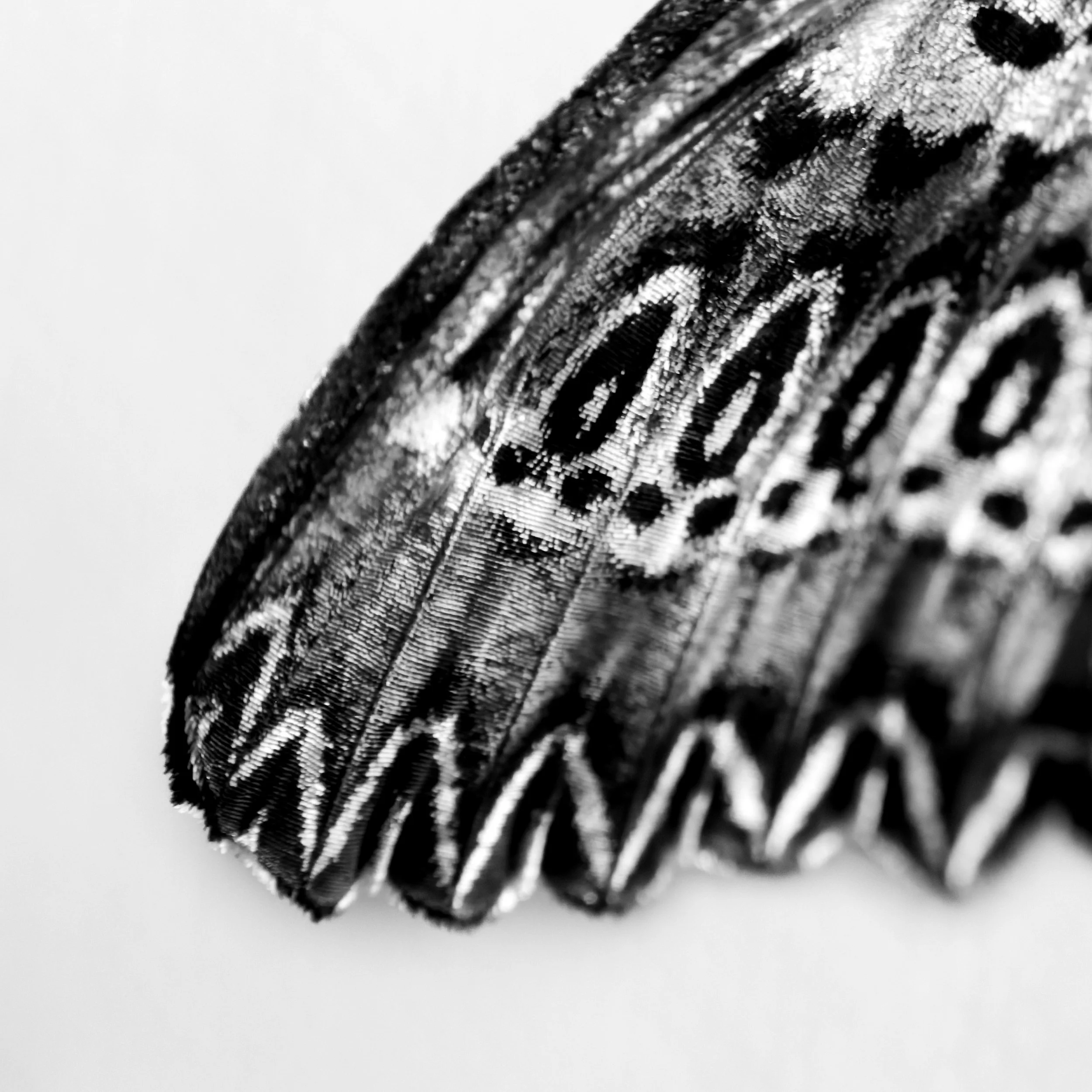 _P5A9046-DxO_DeepPRIME 3.jpg