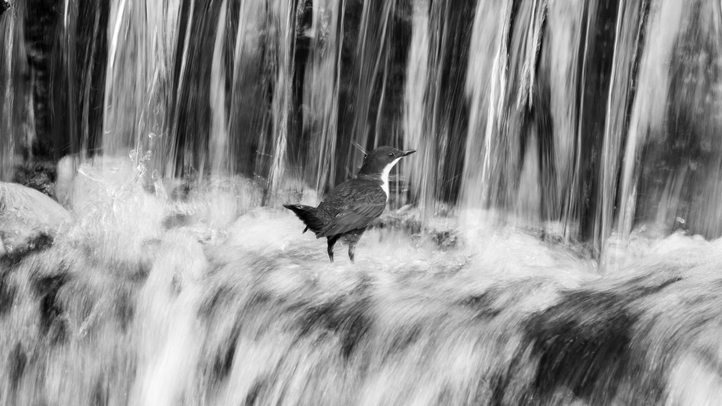 Wildlight on Ffordes Photographic, Canon Wall