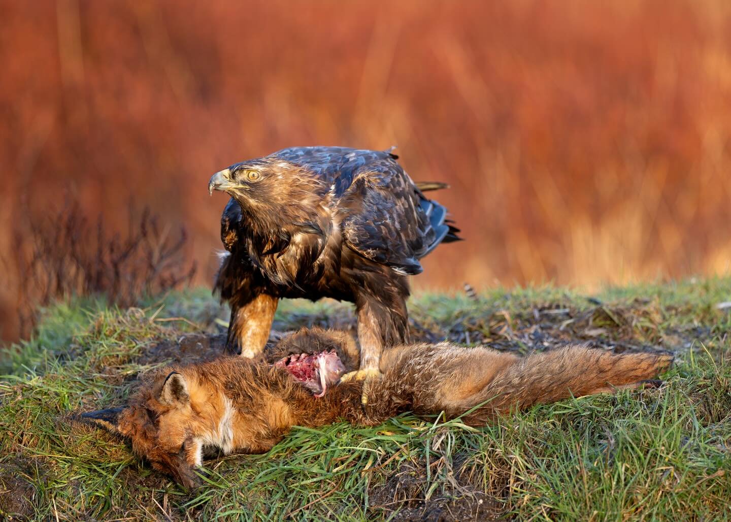 GOLDEN EAGLE AT GOLDEN HOUR

One of the most unforgettable wildlife encounters I&rsquo;ve ever had.

After hours of waiting in bitter cold, wind, and rain, this incredible bird finally returned &mdash; and just as the sky behind us began to glow. See