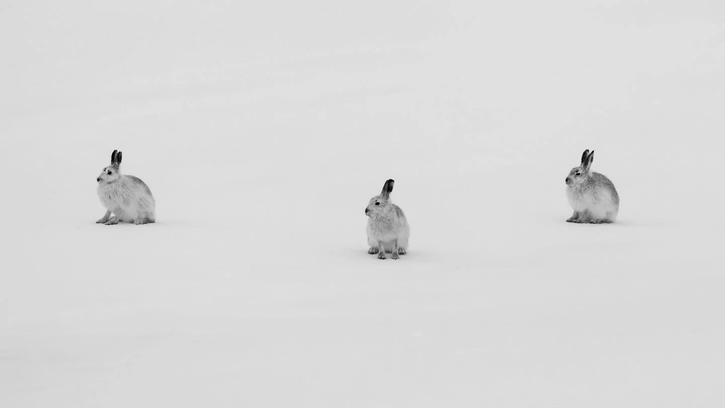 MOUNTAIN HARE

Then there were three. A snowy day in the hills, with deep wet snow, tired legs, and moments like this that made it all worth it.

Part of my ongoing Wildlight project, with many more to come from this day.

Huge thanks to @ins.wildlif