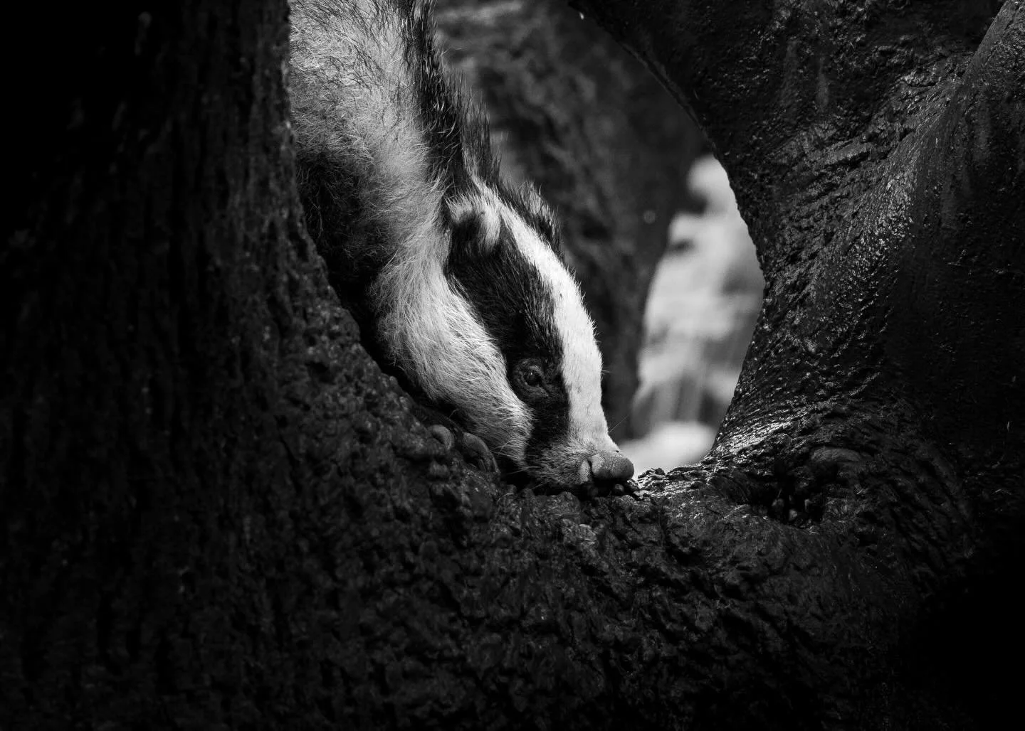 WILDLIGHT: ABOVE GROUND

A moment I never expected to witness. A badger climbing and pausing among the branches. Captured last year during a close encounter, revealing an unusual side of a familiar animal.

This image forms part of Wildlight and is c