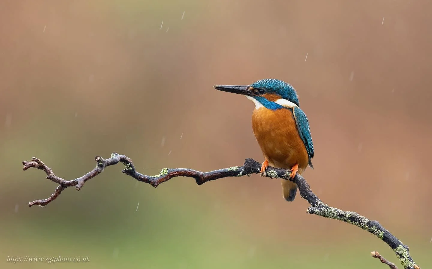 KINGFISHER 

I&rsquo;ve been holding onto this image for a while! It&rsquo;s one of my favorite kingfisher photos and ranks among my top ten wildlife images. Now that spring is definitely here, I thought I would share something bright and lively to c