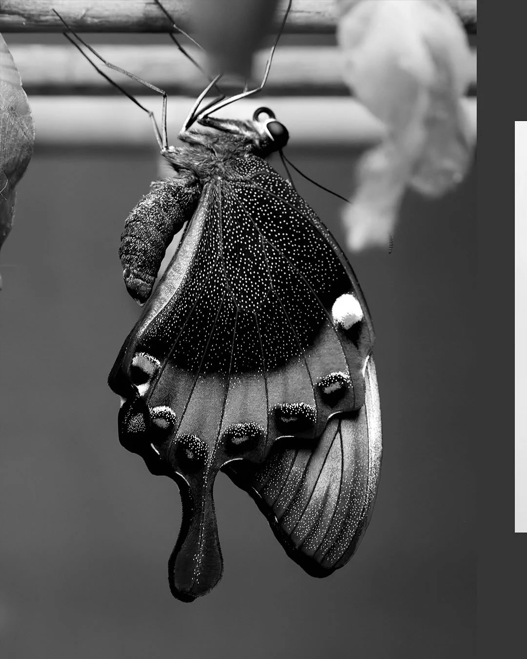 WILDLIGHT: EMERGENCE 

Emergence is the first sub-project within
Wildlight - a series of black-and-white fine art photographs focusing on butterflies. Often seen as symbols of transformation, grace, and freedom, these creatures are reimagined here in