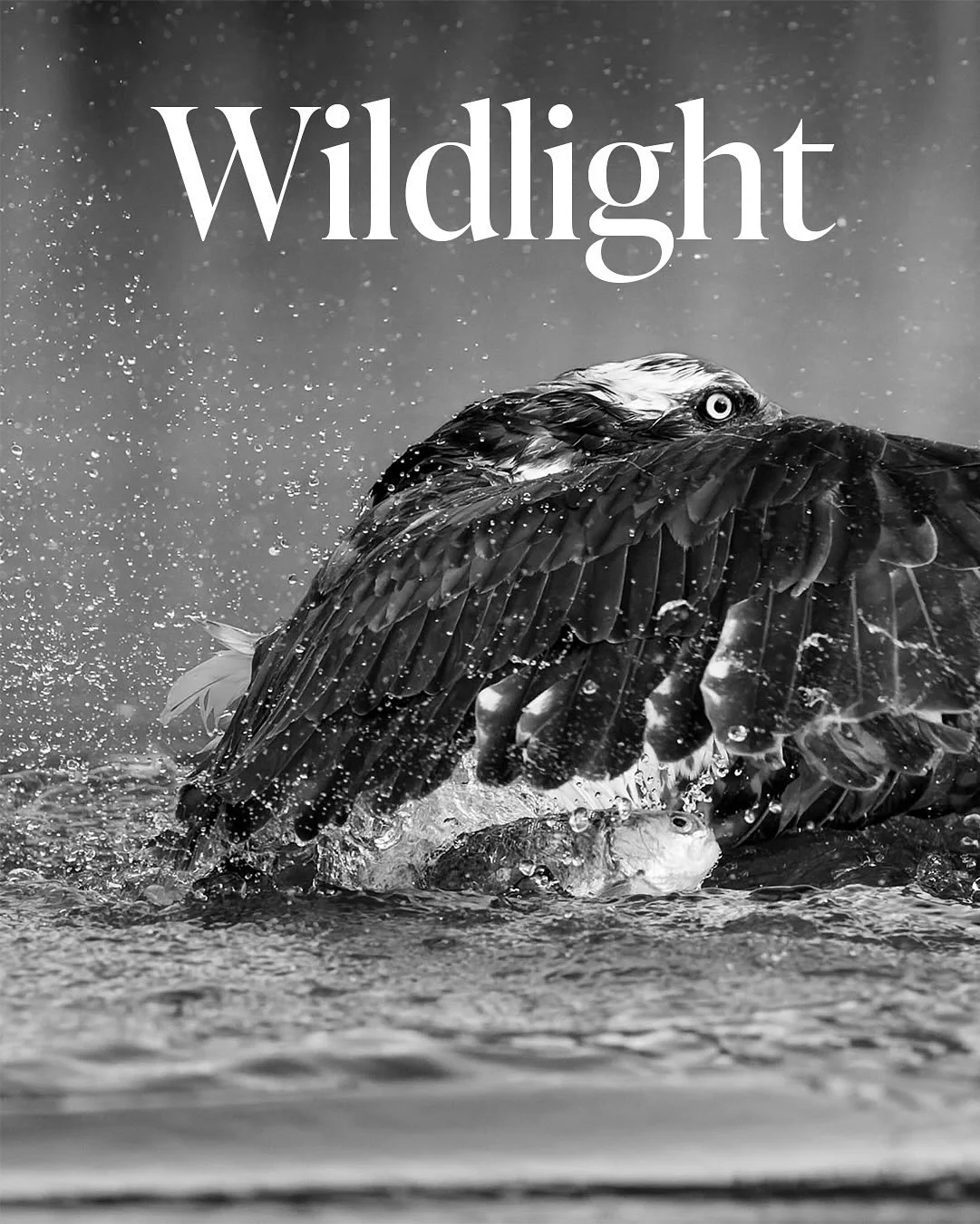 WILDLIGHT

Exciting news! I&rsquo;m so happy to finally share the launch of my new long-term photography project: Wildlight.

Wildlight is an ongoing body of black-and-white fine art wildlife photography. It&rsquo;s a project close to my heart, creat