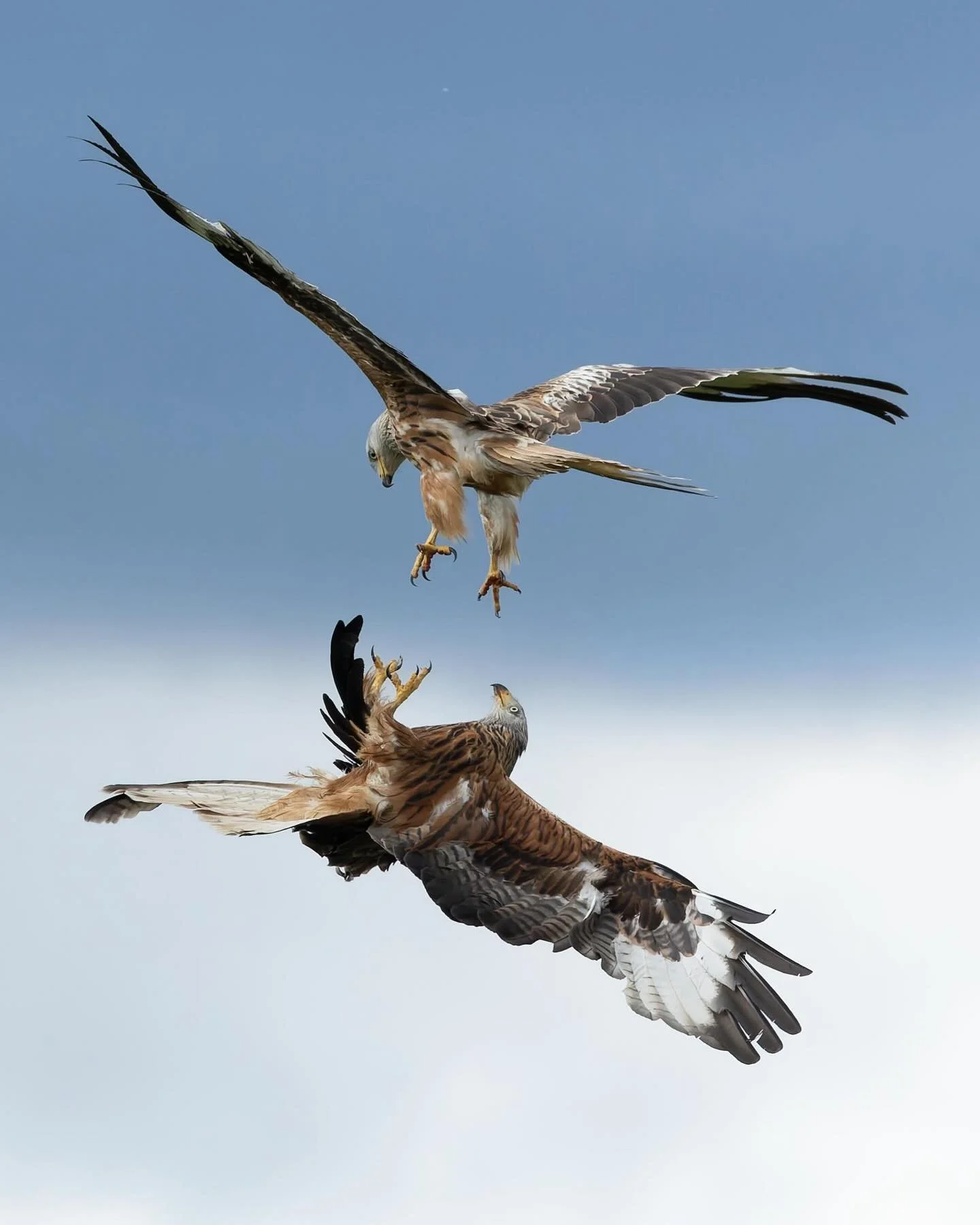 RED KITES 

This image of two red kites fighting over food, captured in a split-second moment above me. The image was taken in Dumfries and Galloway on one of my recent visits.

I was shooting handheld and honestly thought I&rsquo;d missed it&mdash;b