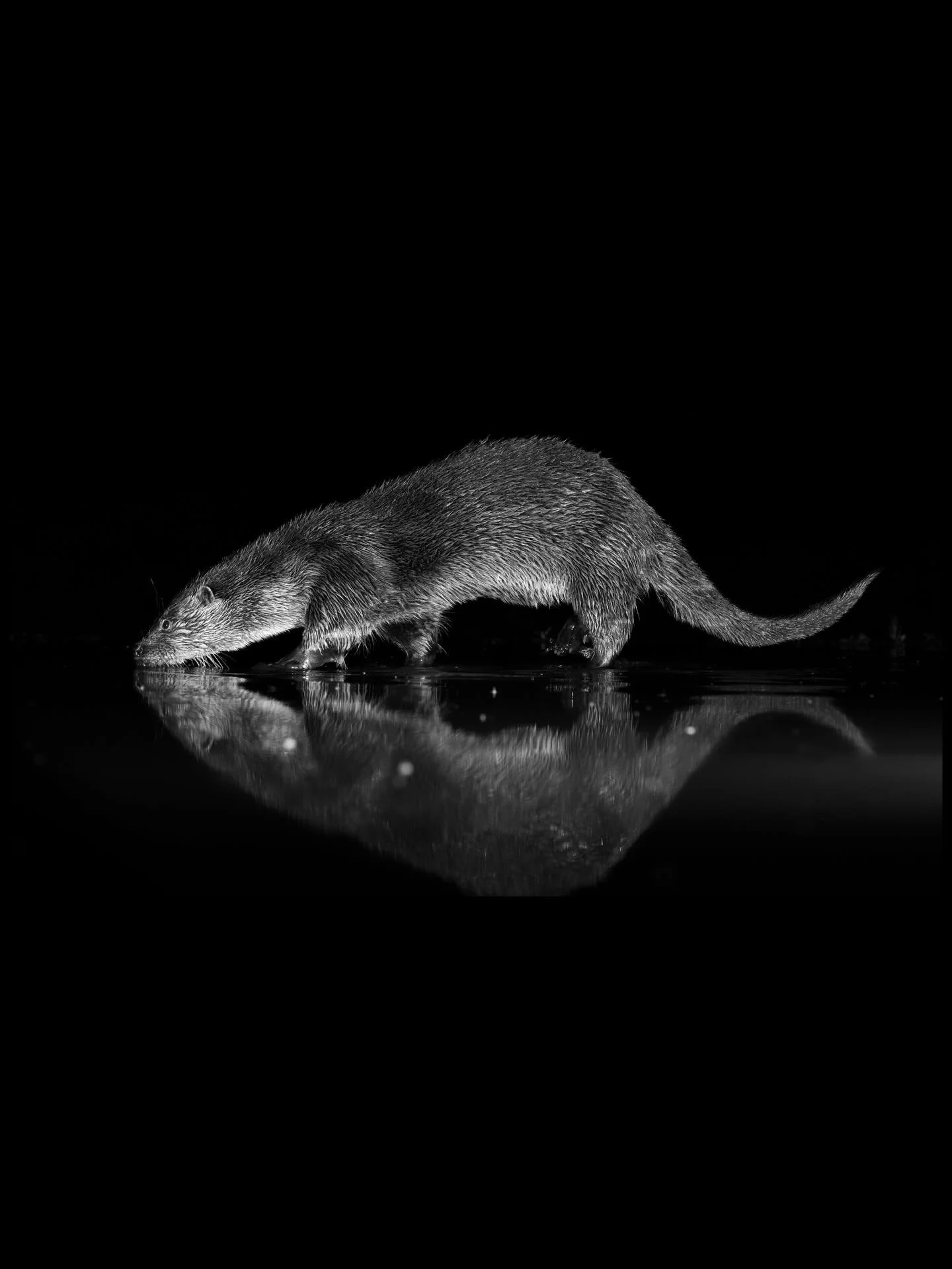 SCOTTISH NATURE PHOTOGRAPHY AWARDS 2025

I&rsquo;m really pleased to share that I had two images shortlisted in the Scottish Nature Photography Awards 2025.

One image was shortlisted in the Scottish Wildlife Behaviour category, and another in the Sc