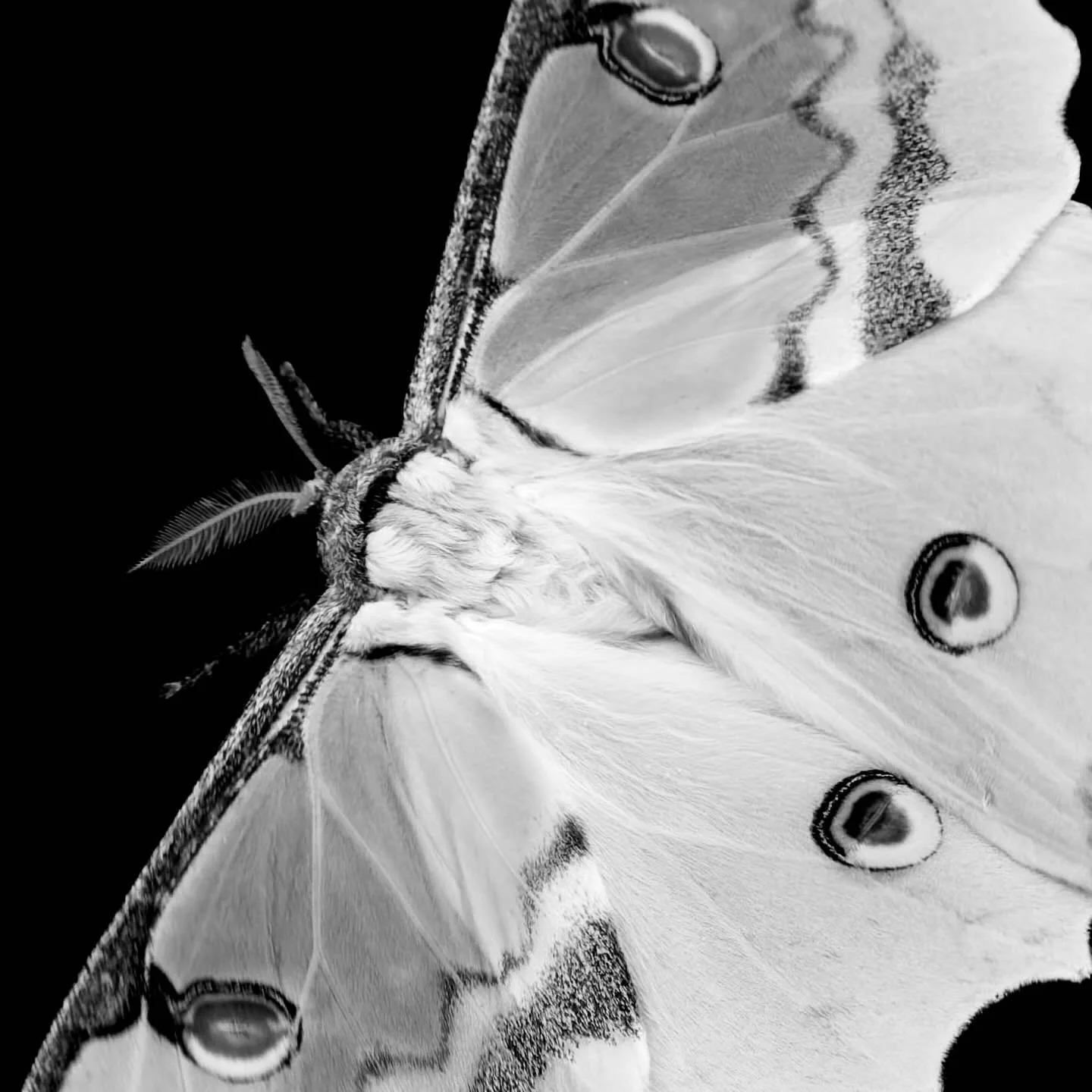 WILDLIGHT: EMERGENCE

I&rsquo;m delighted to share that this image will be part of the Macro 2026 digital exhibition at The Glasgow Gallery of Photography this April.

This black and white image of a luna moth is from Wildlight: Emergence &mdash; a f