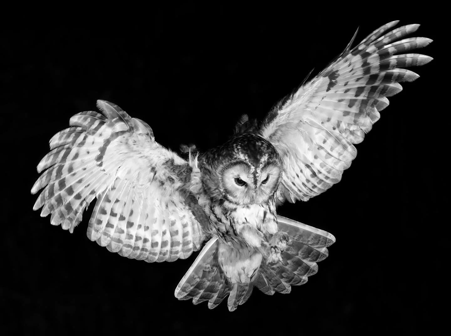 WILDLIGHT: OWL STRIKE

I&rsquo;m delighted to share that this image will be part of the HPS@40 exhibition, celebrating 40 years of printmaking in the Highlands.

This piece, Wildlight: Owl Strike, is part of my ongoing Wildlight project. For more on 