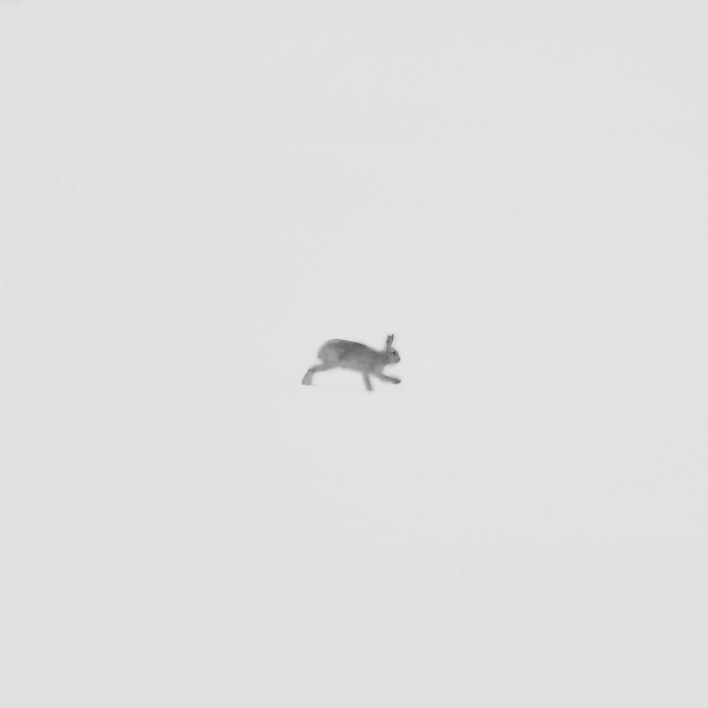 WILDLIGHT &ndash; MOUNTAIN HARE

I&rsquo;m delighted to share that this image is part of In Defence of the Single Image, presented by the LVII Collective as part of FLOW Photofest.

A minimal moment of a mountain hare running through a snow drift, ta