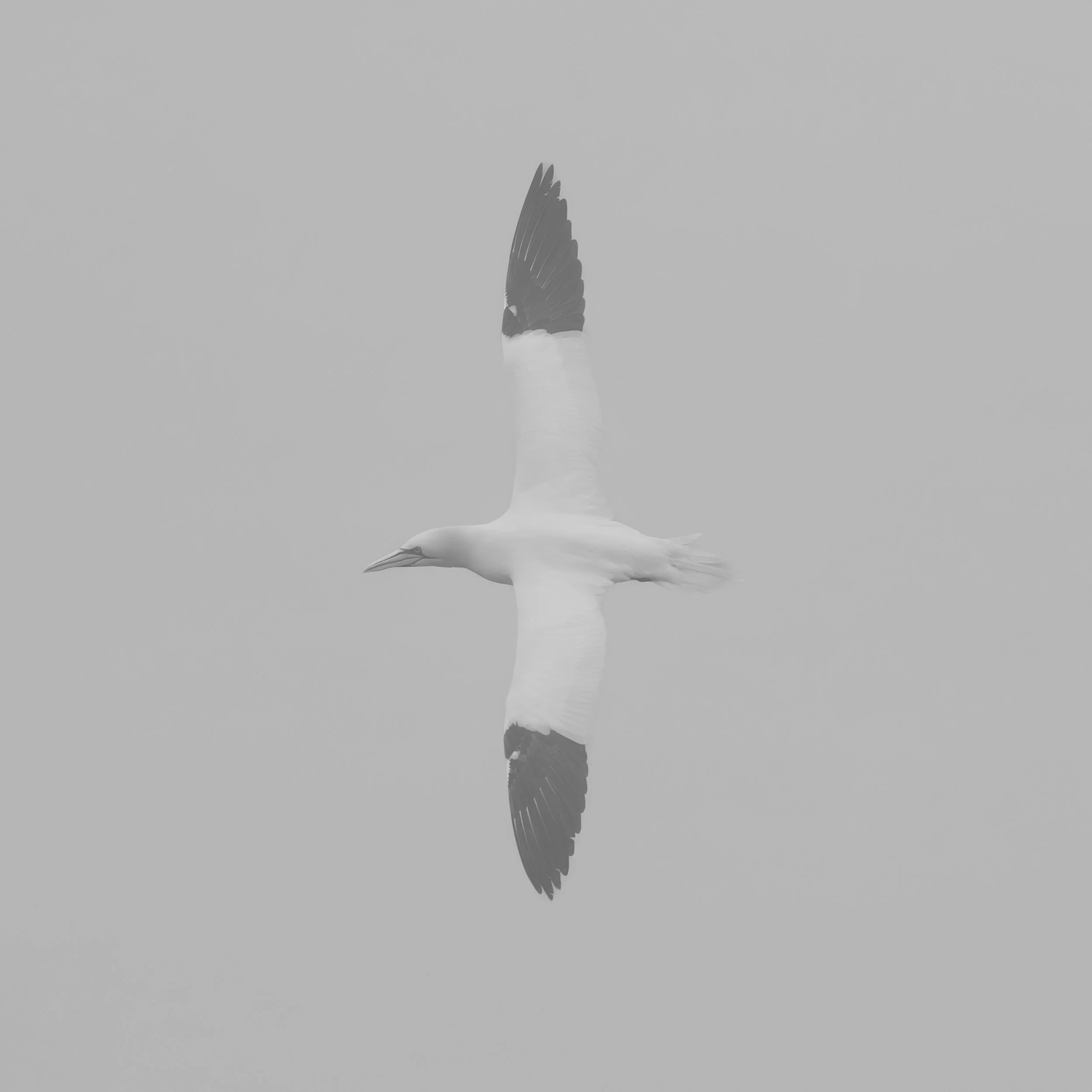 Field Notes: Chasing Gannets Through the Mist