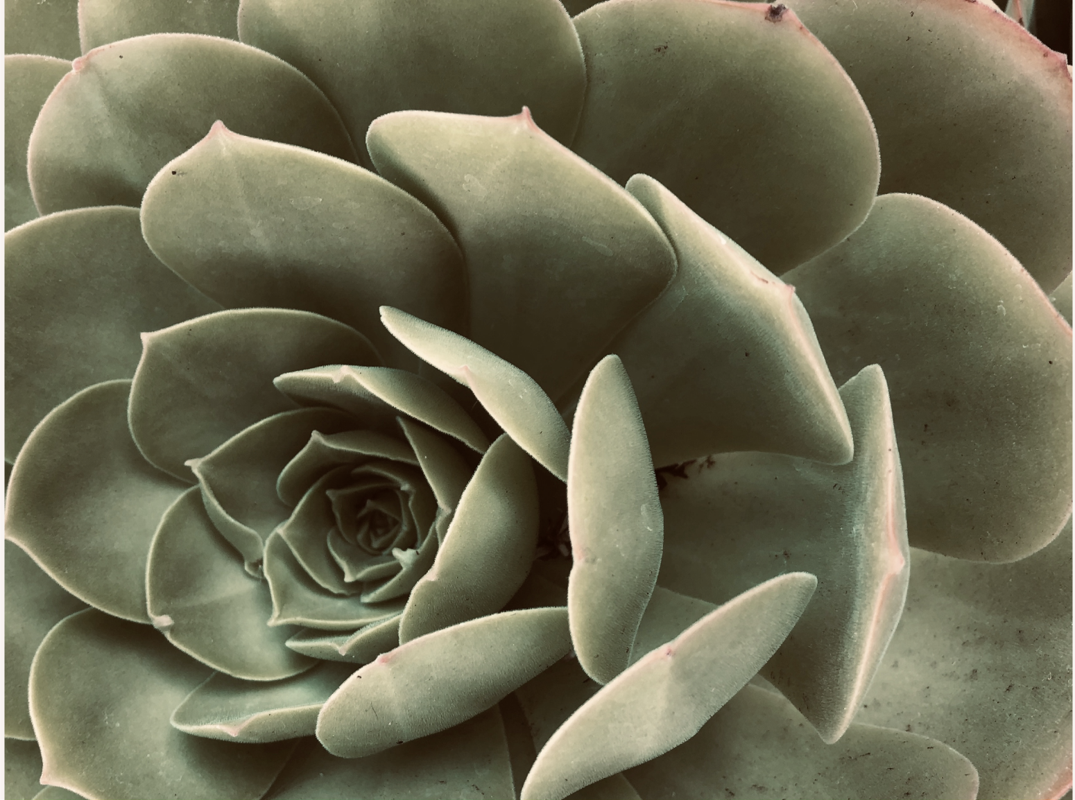 closeup of a succulent plant, holistic skincare in Arroyo Grande, California
