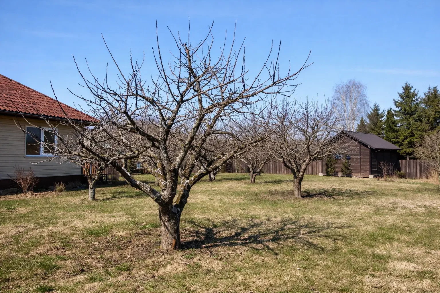 Kaip genėti obelis? Pavasario, vasaros, rudens ir žiemos genėjimo ypatumai