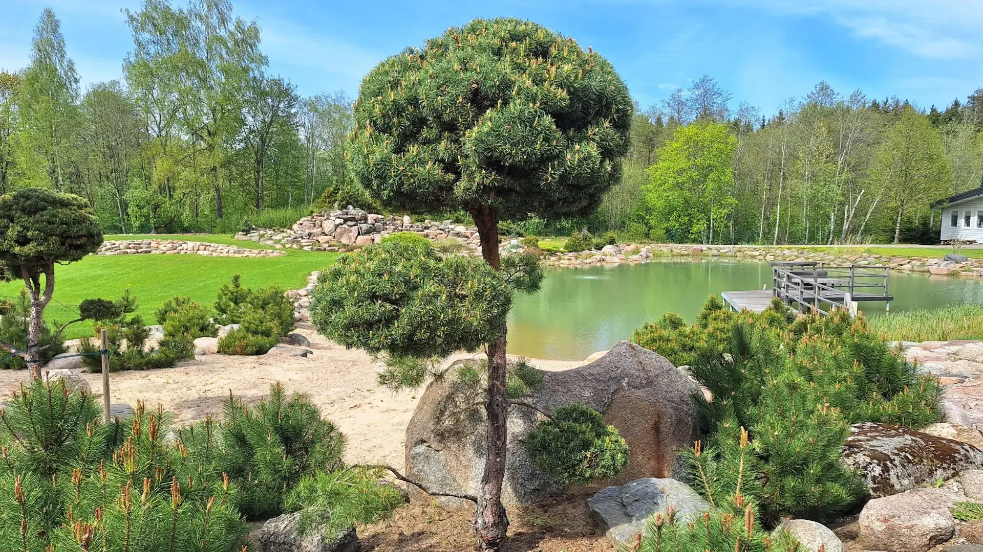 Tvarkingai apkirpta bonsai pušis.