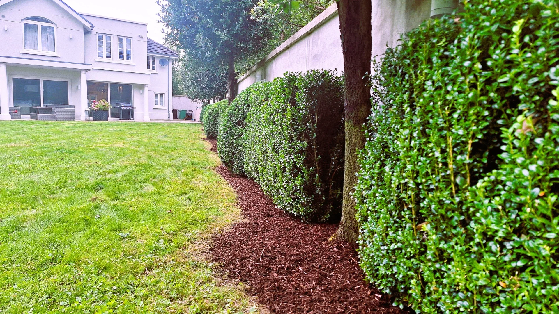 Iš arti nufotografuota žema buksmedžių gyvatvorė su tvarkingai paskleistu mulčio sluoksniu ir dideliu namu fone.