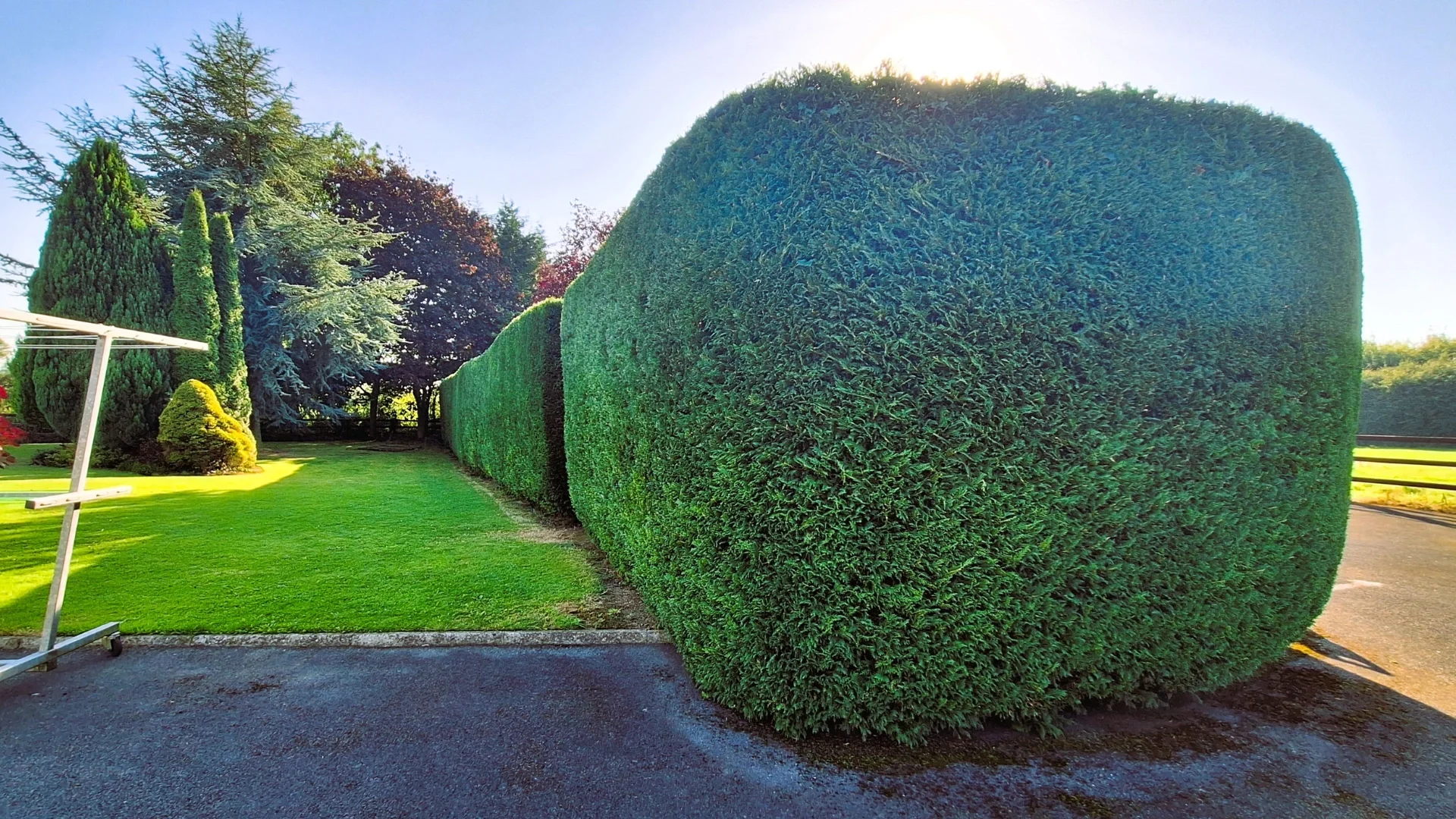 Nuotrauka, kaip leilando kiparisų gyvatvorė atrodo po karpymo..