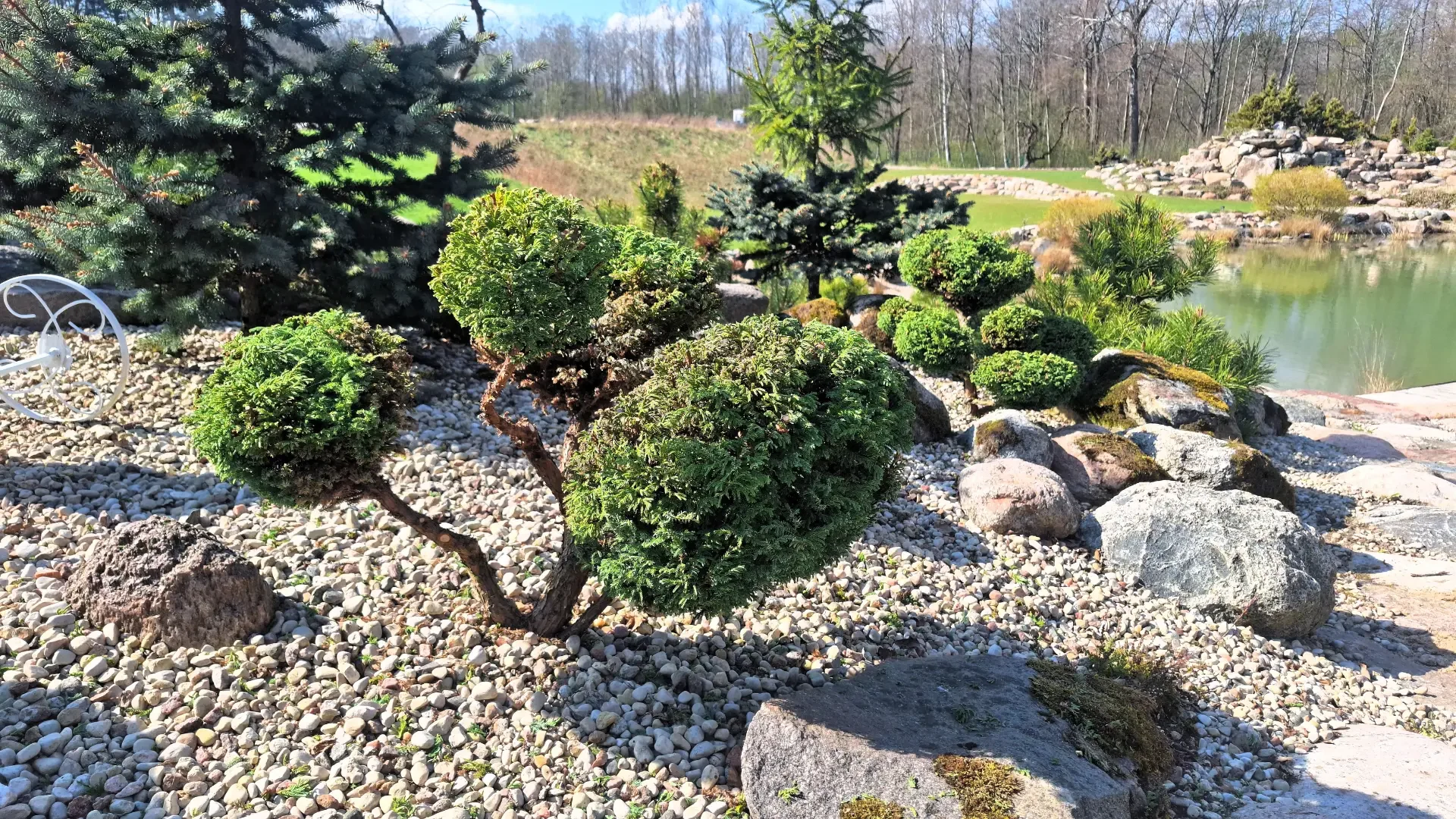 Gražiai suformuoti bonsai kadagiai su eglutėmis fone.