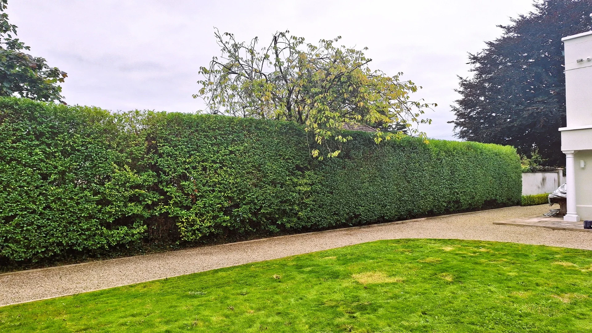 Dailiai apkirpta ligustrų gyvatvorė.