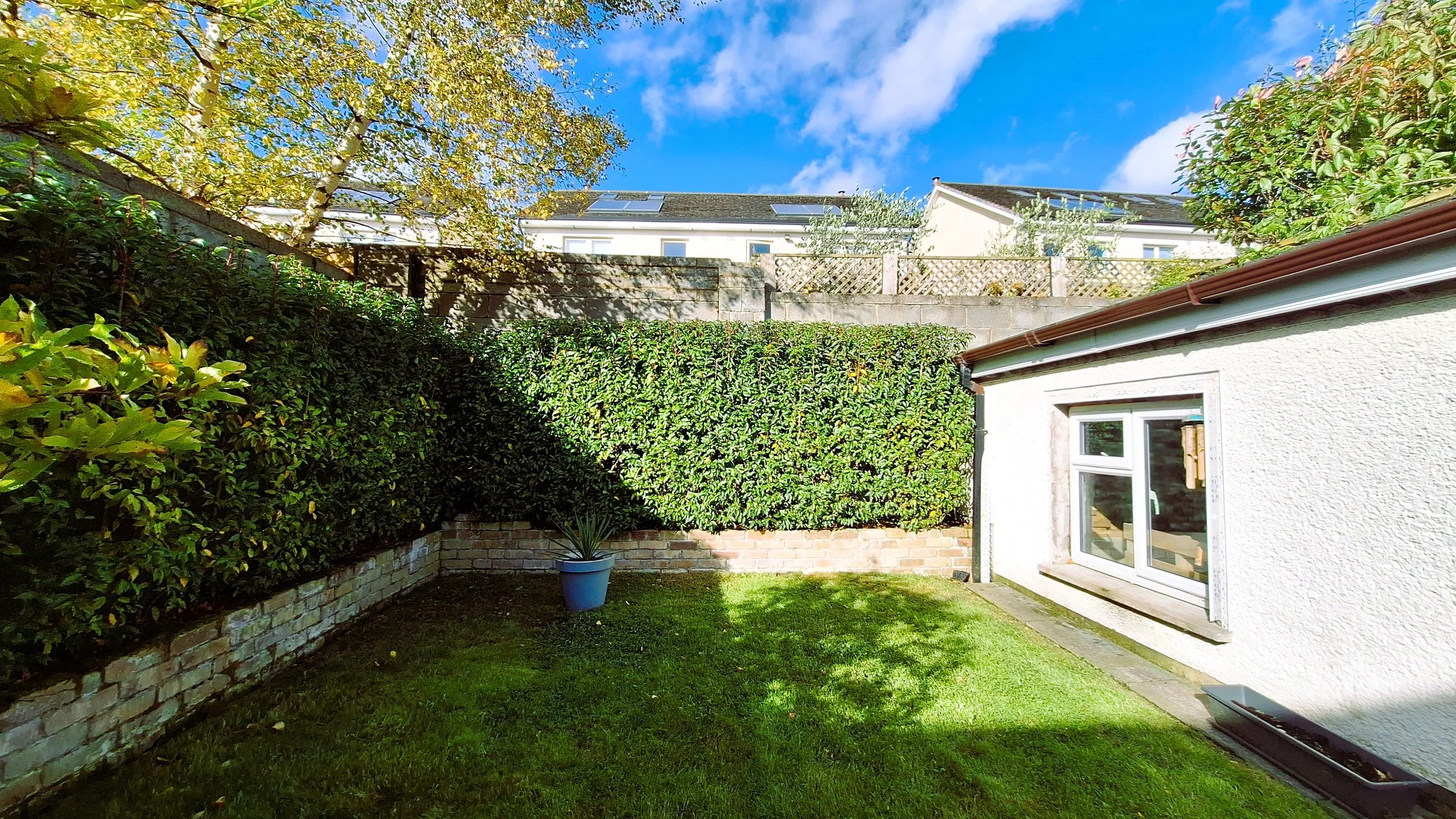 Small backyard with green grass, a potted plant, tall hedge, and a white house with a window on the right. Sunny day with a blue sky and scattered clouds.