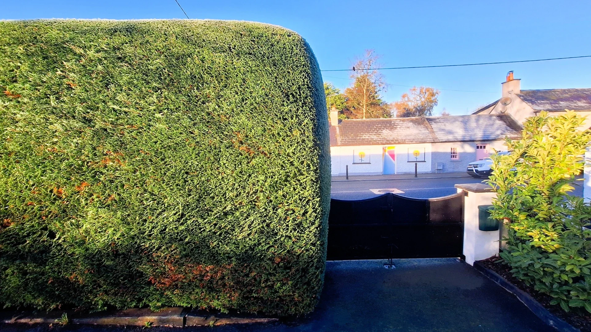 Labai dailiai apkirpta leilando kiparisų gyvatvorė su gatve ir namais fone.