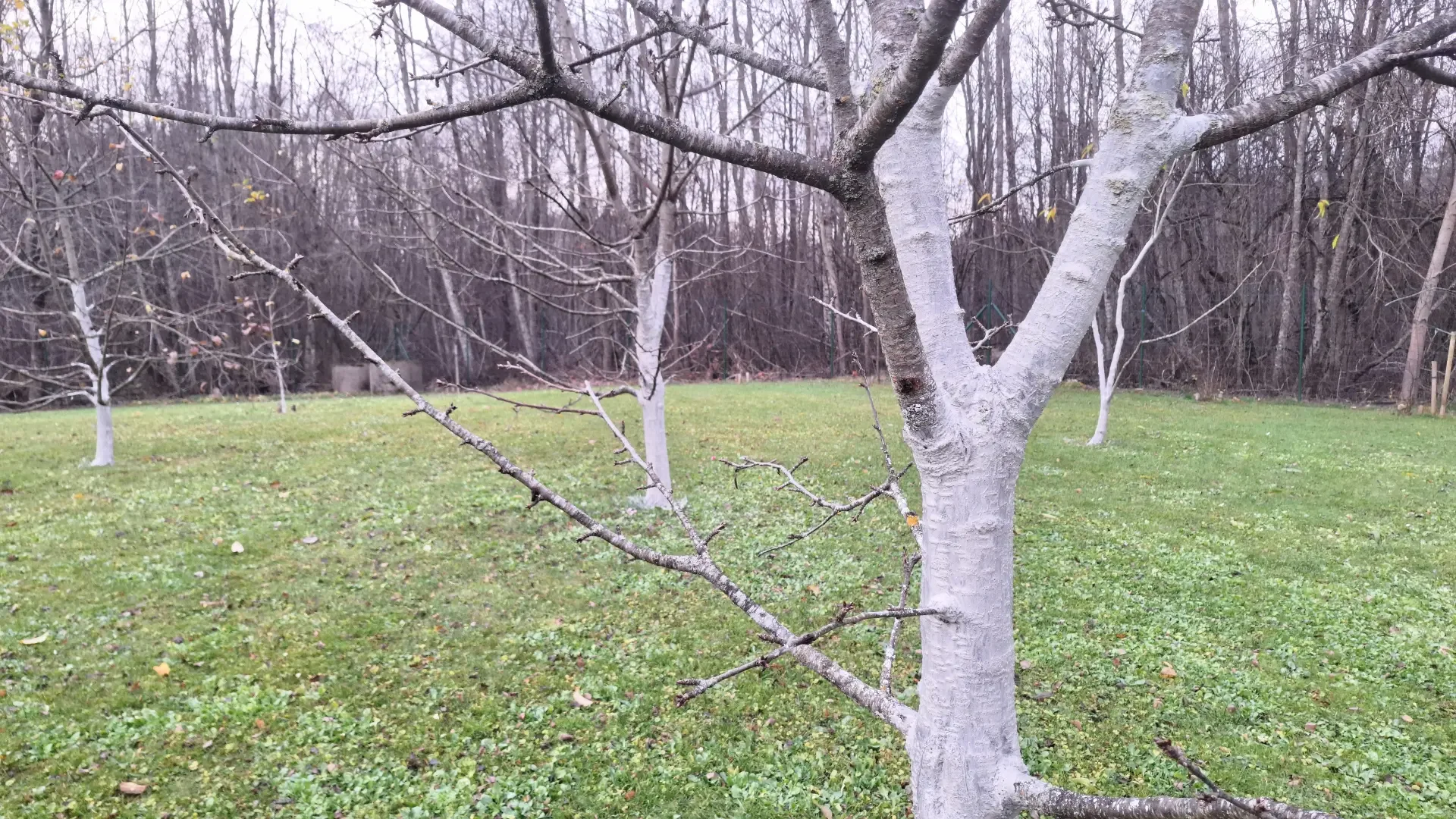 Vaismedžių balinimas: laiko švaistymas ar iš tiesų naudingas darbas? Kam, kada ir kaip?
