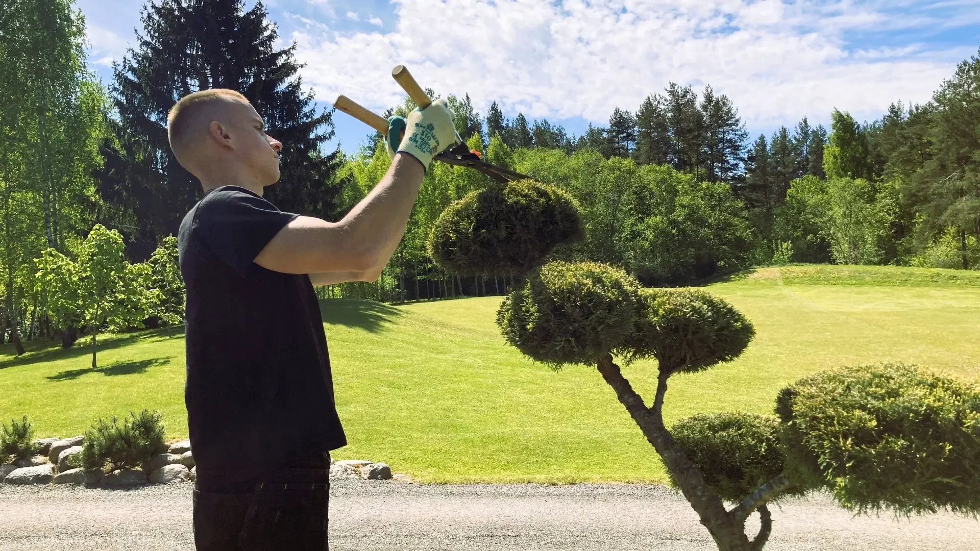 Vyrukas karpantis bonsai kadagį.