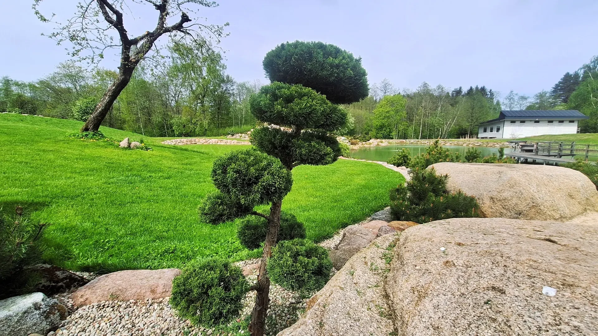 Gražiai apkirptas bonsai kadagys.